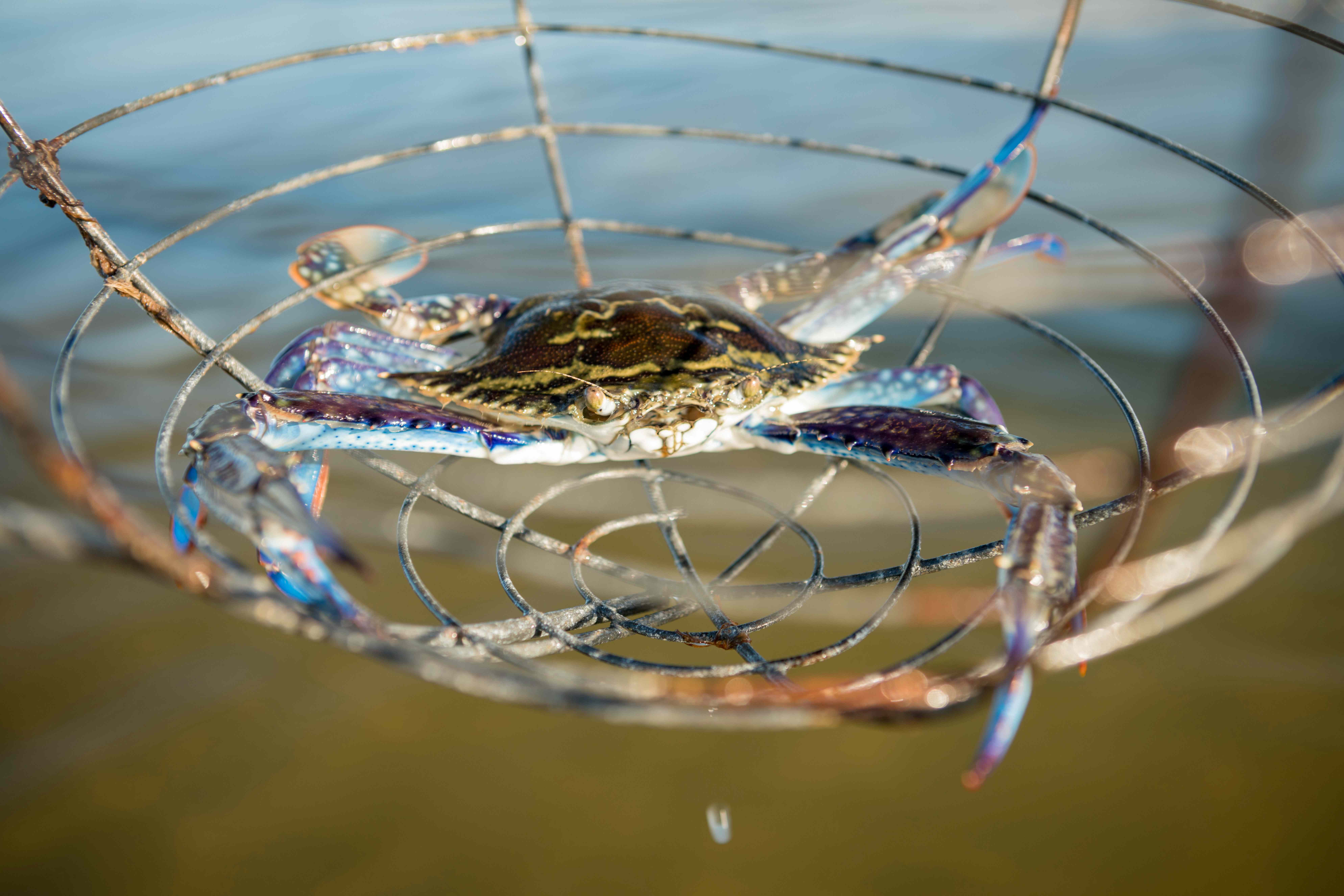 Peel Harvey blue swimmer crabs have the MSC sustainability tick