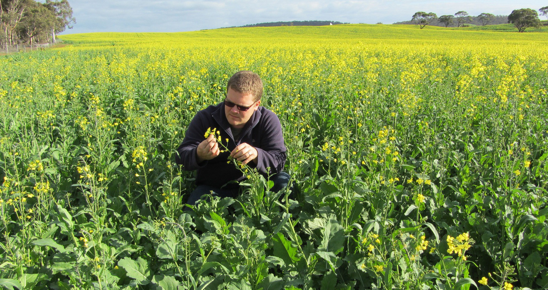 dr-dusty-severtson-monitors-canola-crops-for-diamondback-moth