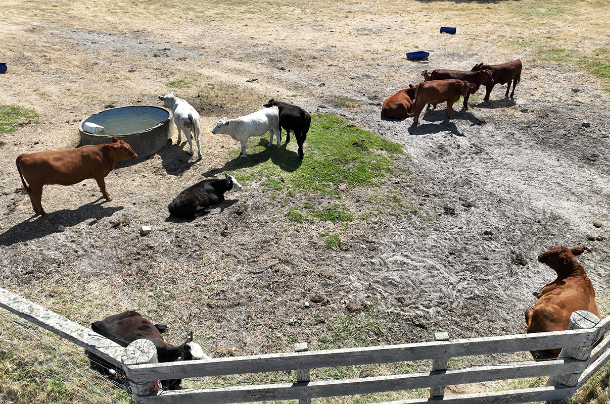 A research study has explored the interaction between drones and livestock when conducting health and welfare assessments. 