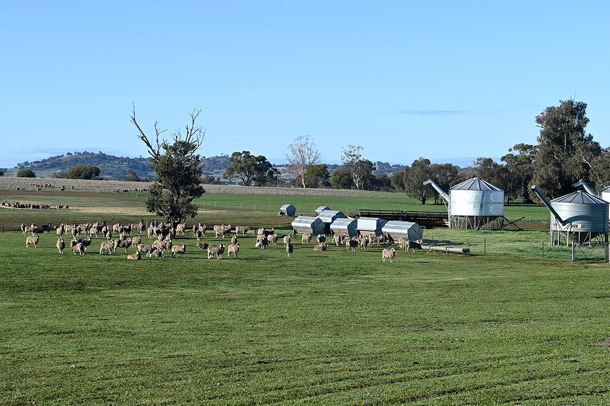 Sheep grazing near grain silos at Muresk Institude on a sunny day.