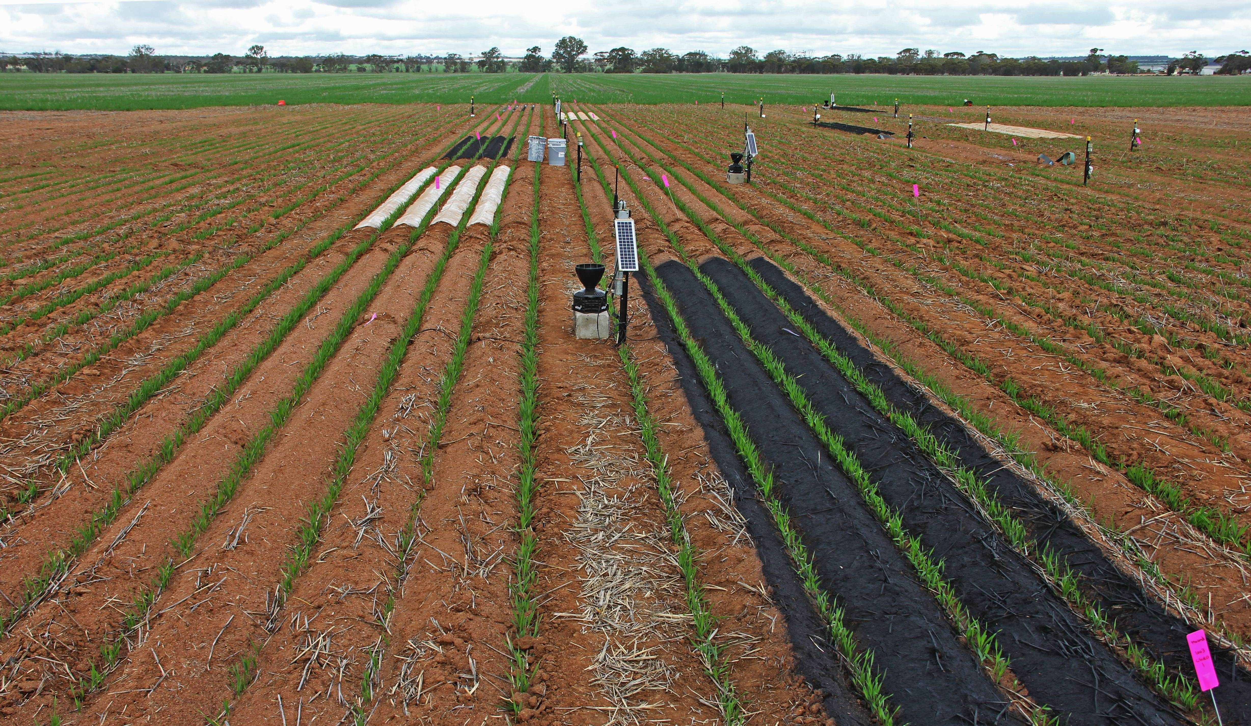 Trial at Merredin Research Station