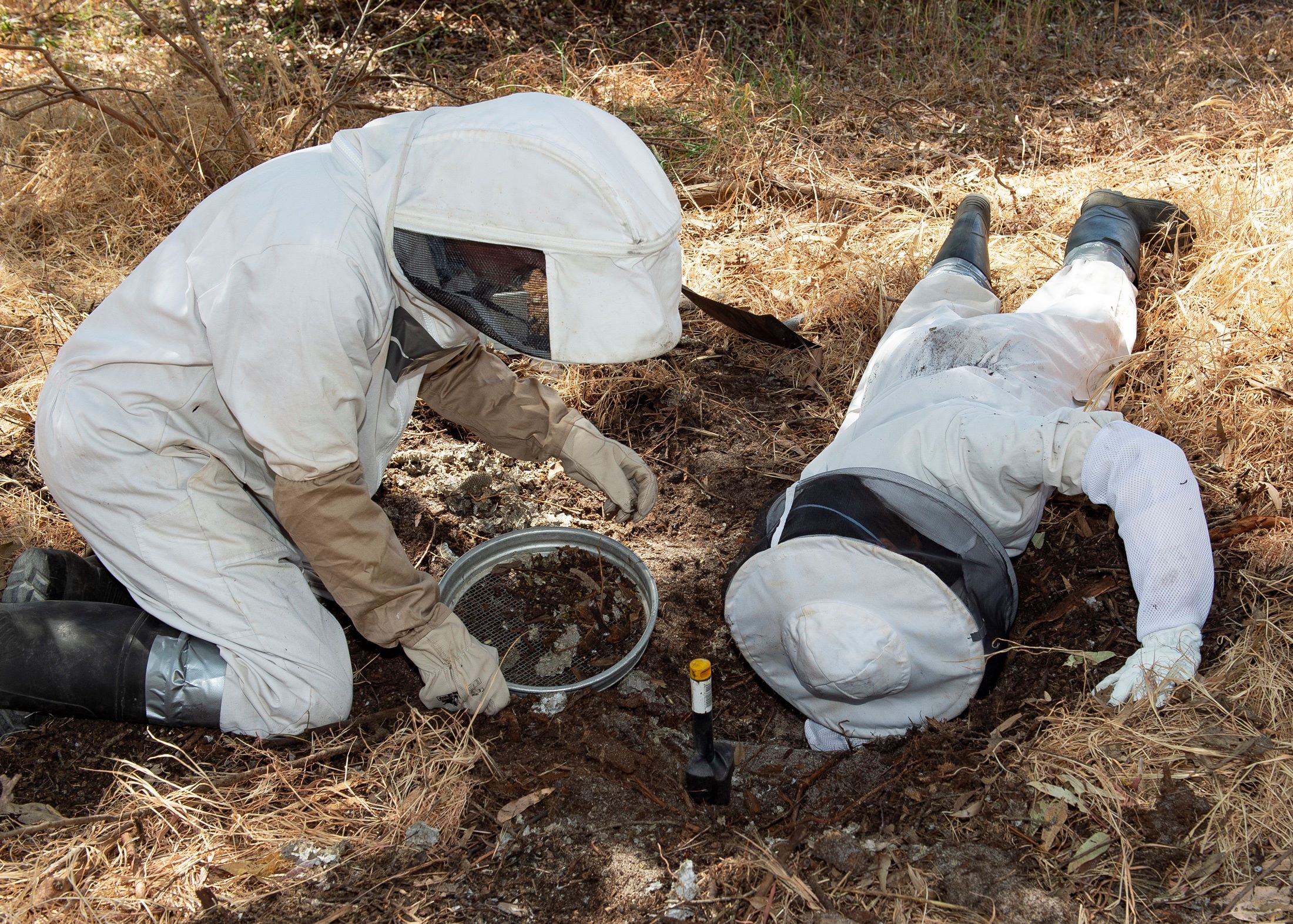 DPIRD’s Albany European wasp campaign will wind down over winter but resume in spring.