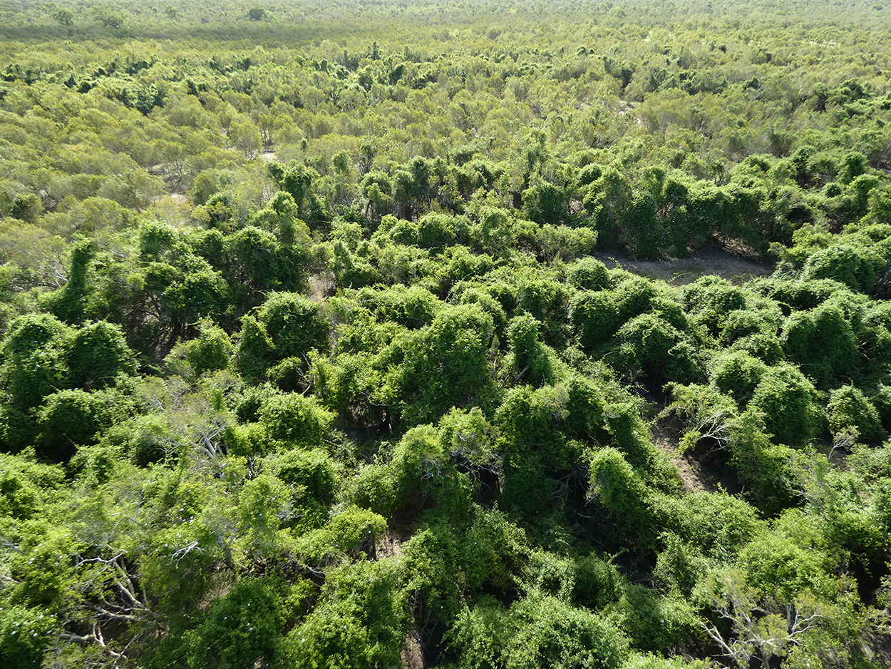 Aerial surveillance in the State’s north identified about 60 hectares of dense rubber vine infestation which has been estimated to be more than 15 years old.