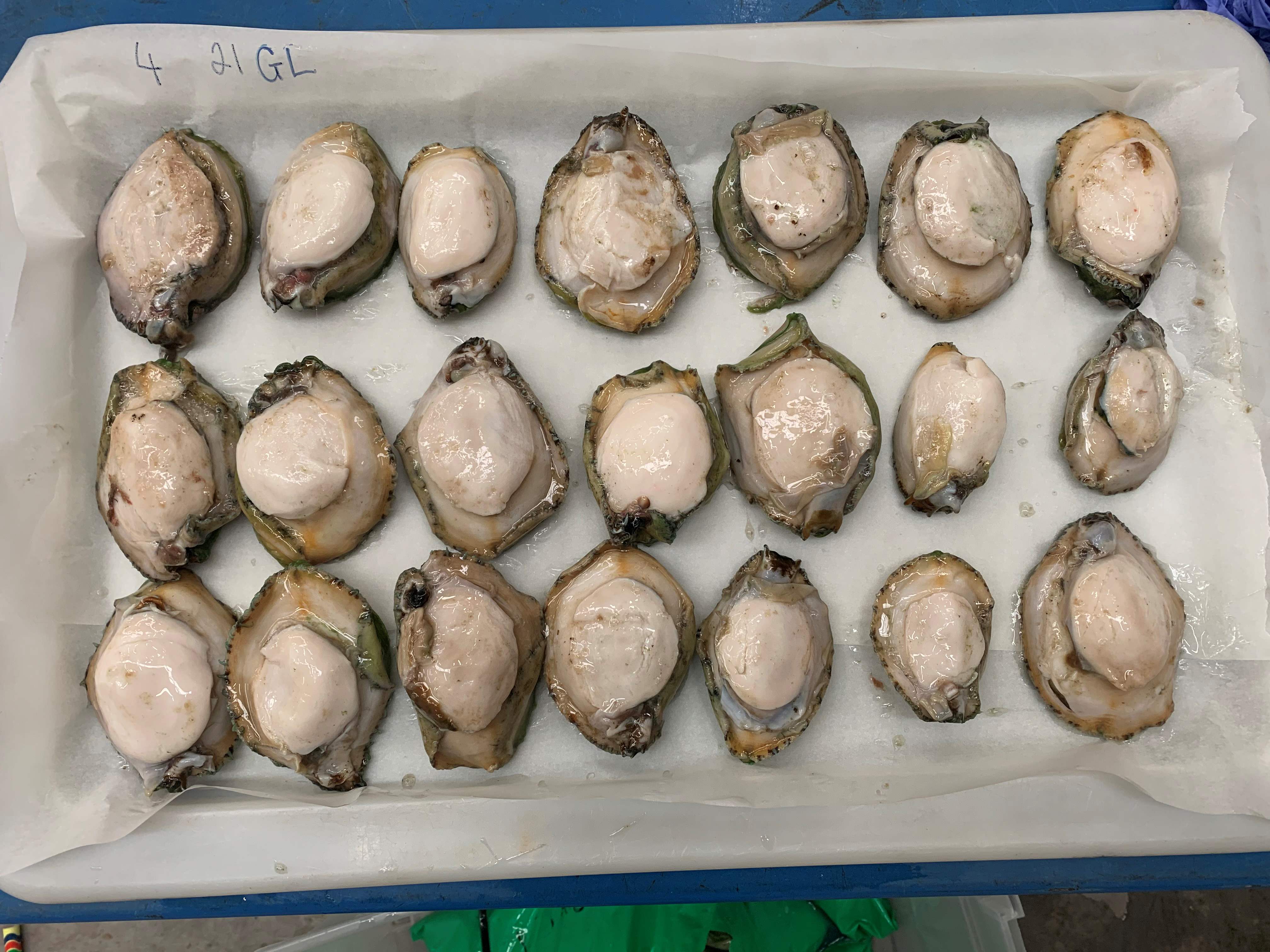 Greenlip abalone seized as part of a compliance operation