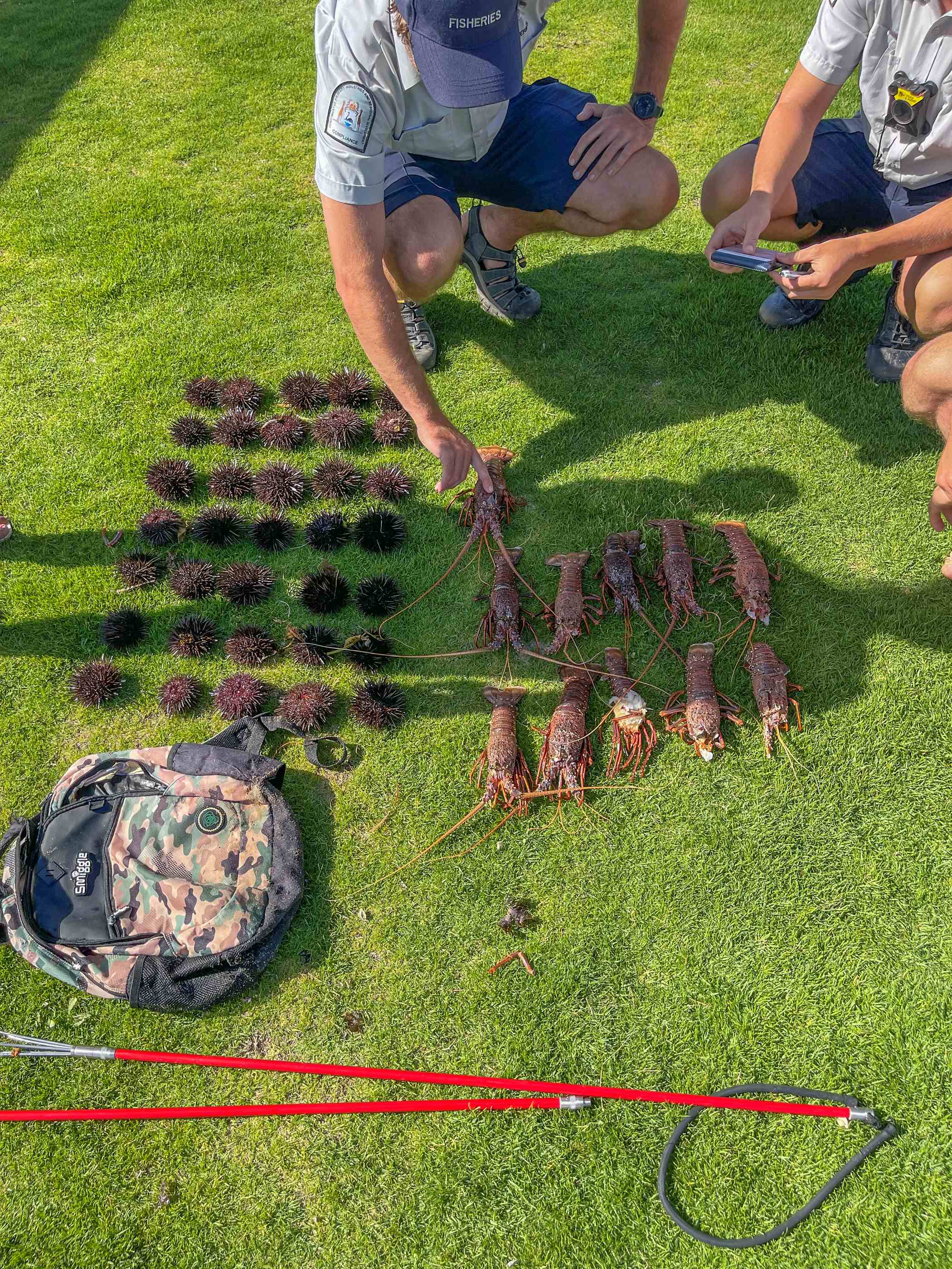 Fisheries officers checking illegally caught lobster and urchins 