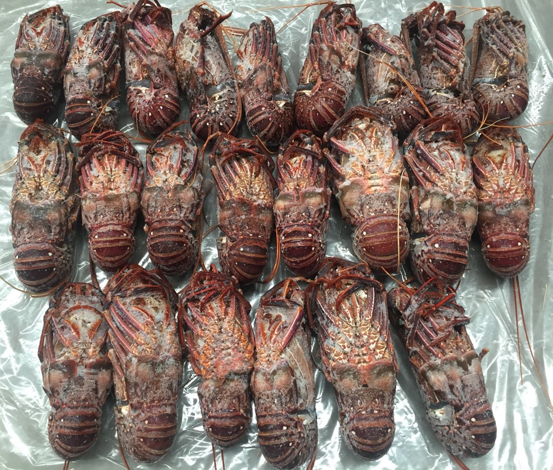 Western rock lobster seized as part of a compliance operation targeting black market seafood.