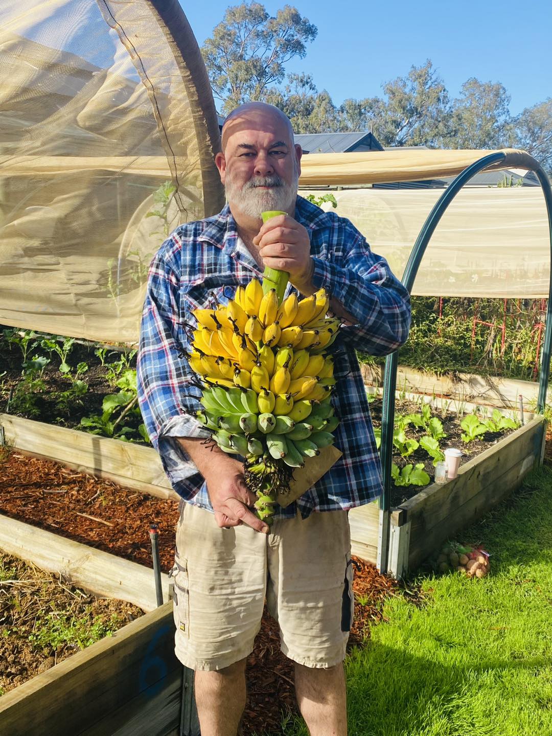 Photo of a middle aged man in a community garden holding a big bunch of bananas