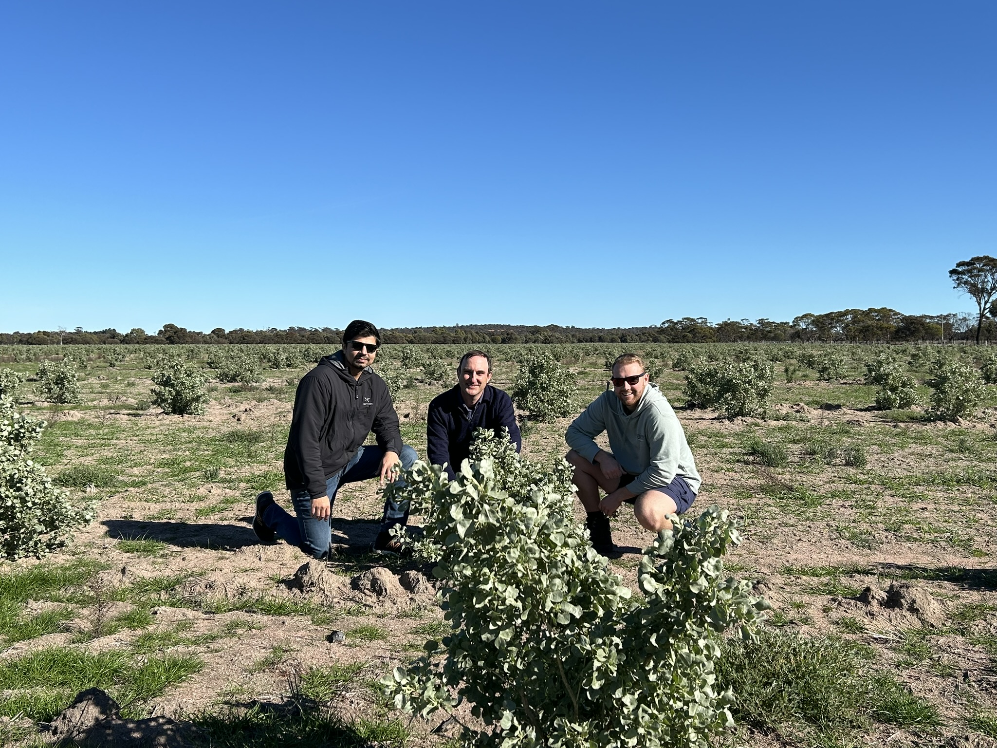 Three men squatting in a paddock dotted with bushes.