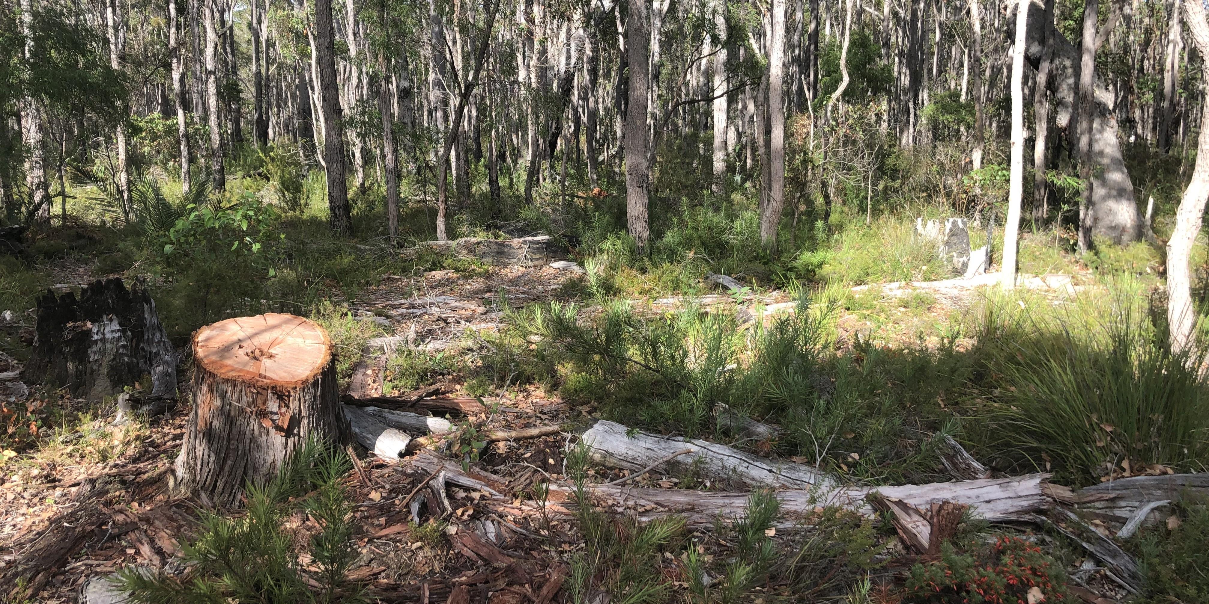 Tree chopped down in forest
