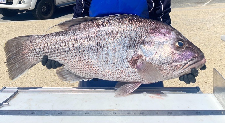 WA dhufish fish frames are needed for genetic research