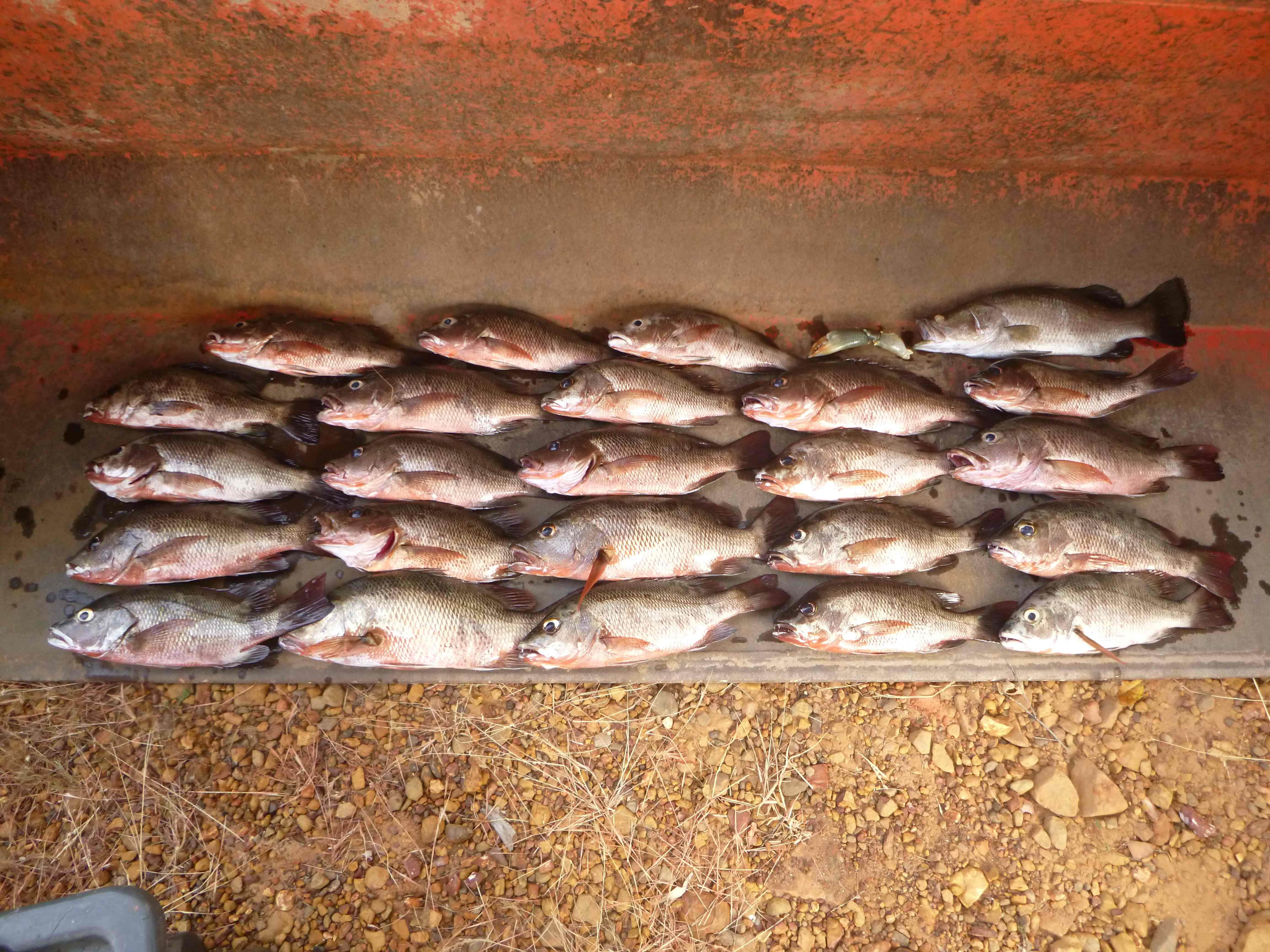 The mangrove jack bag limit is two per fisher per day