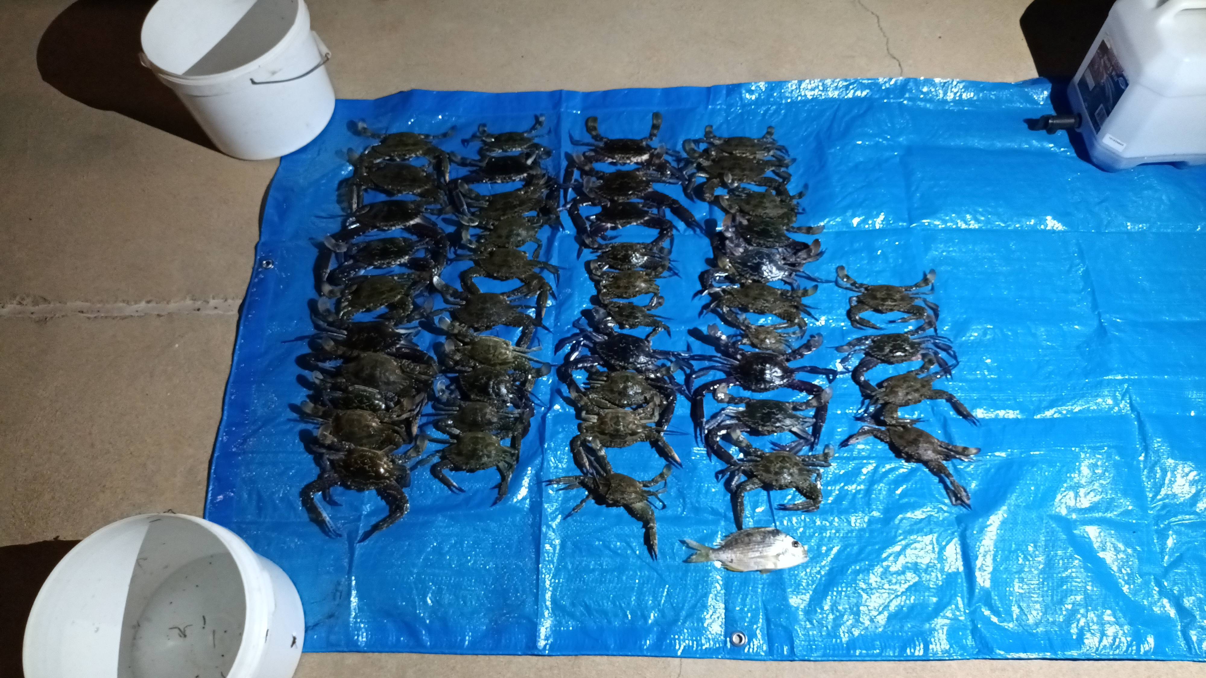 Blue swimmer crabs and an undersized tarwhine caught with set net