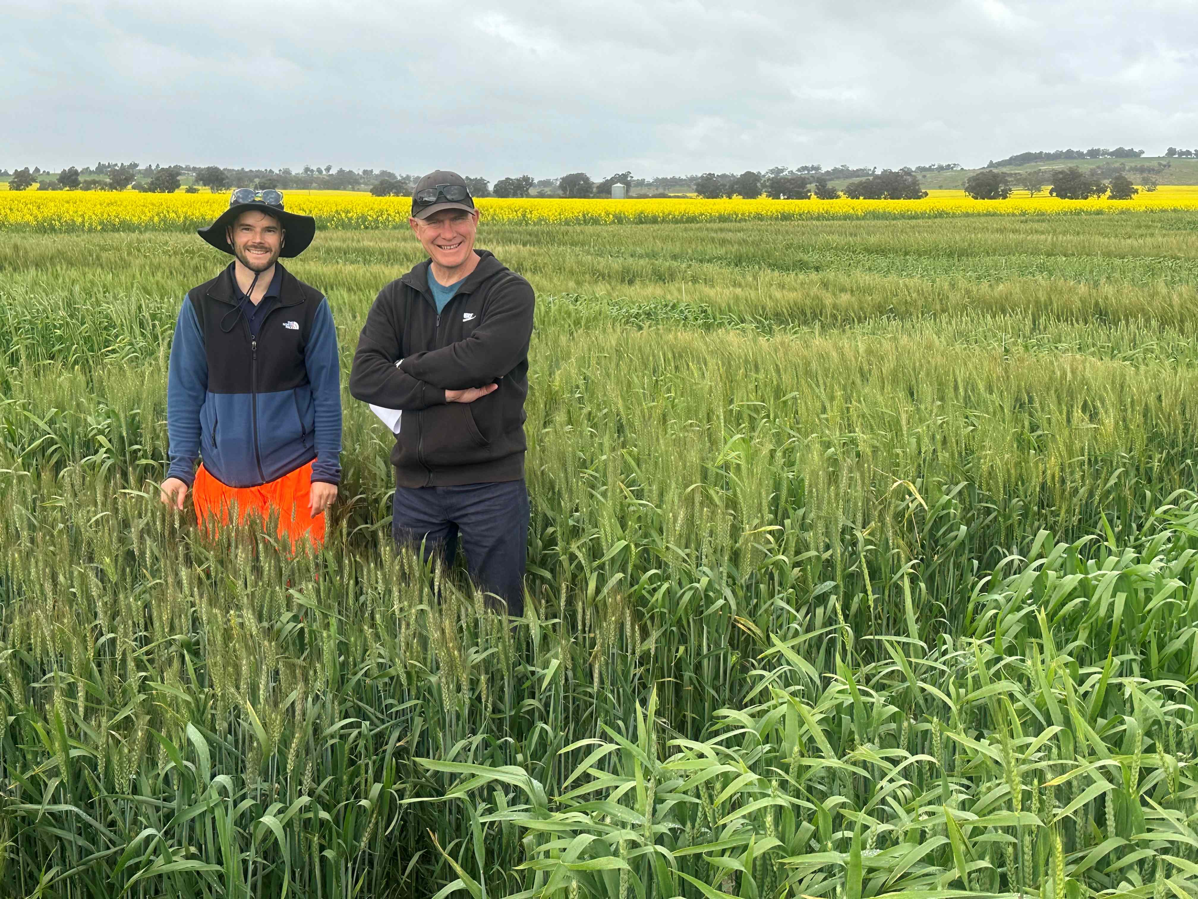 Two men standing in a green wheat crop with yellow canola behind.