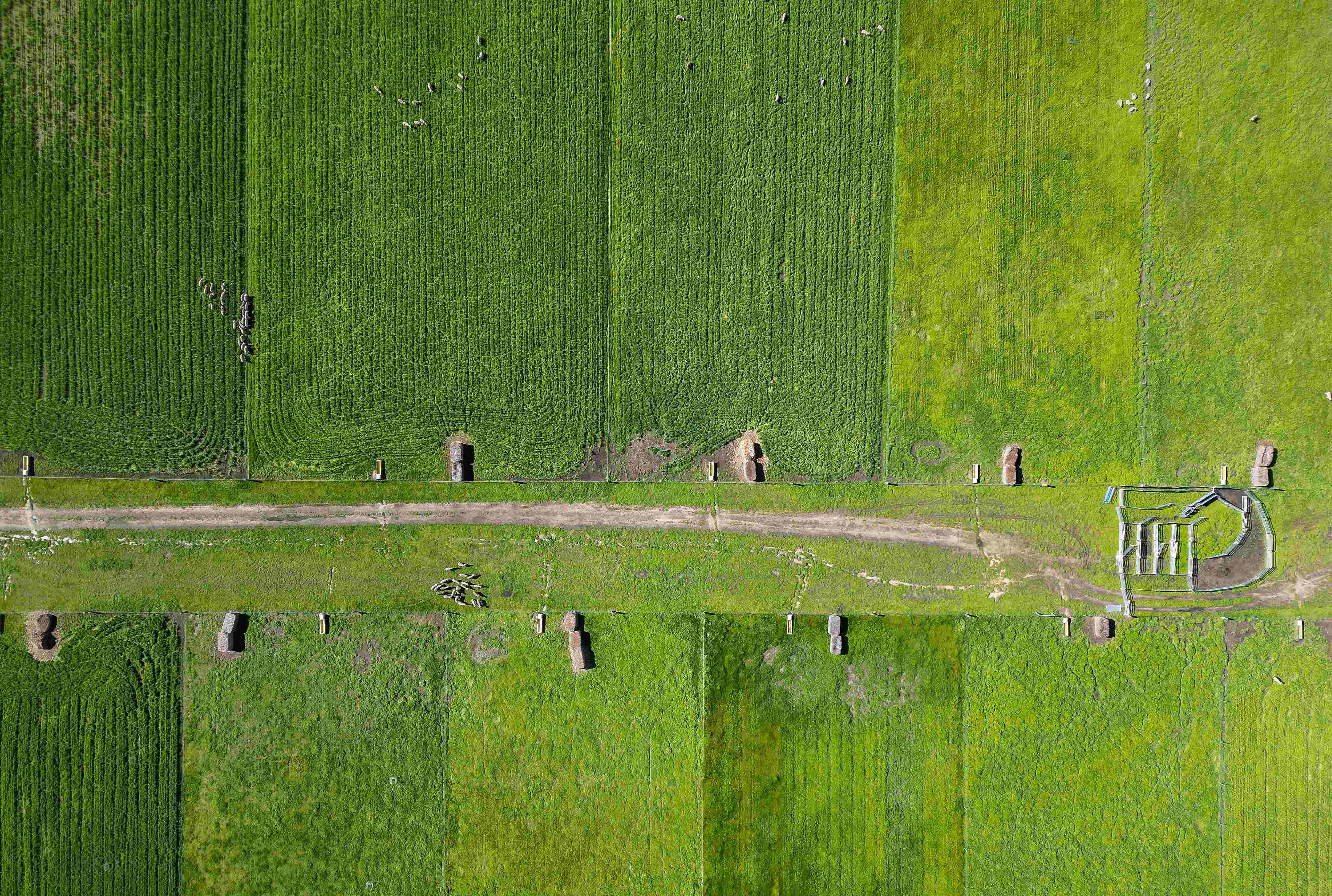 Aerial view of strip grazed paddocks.