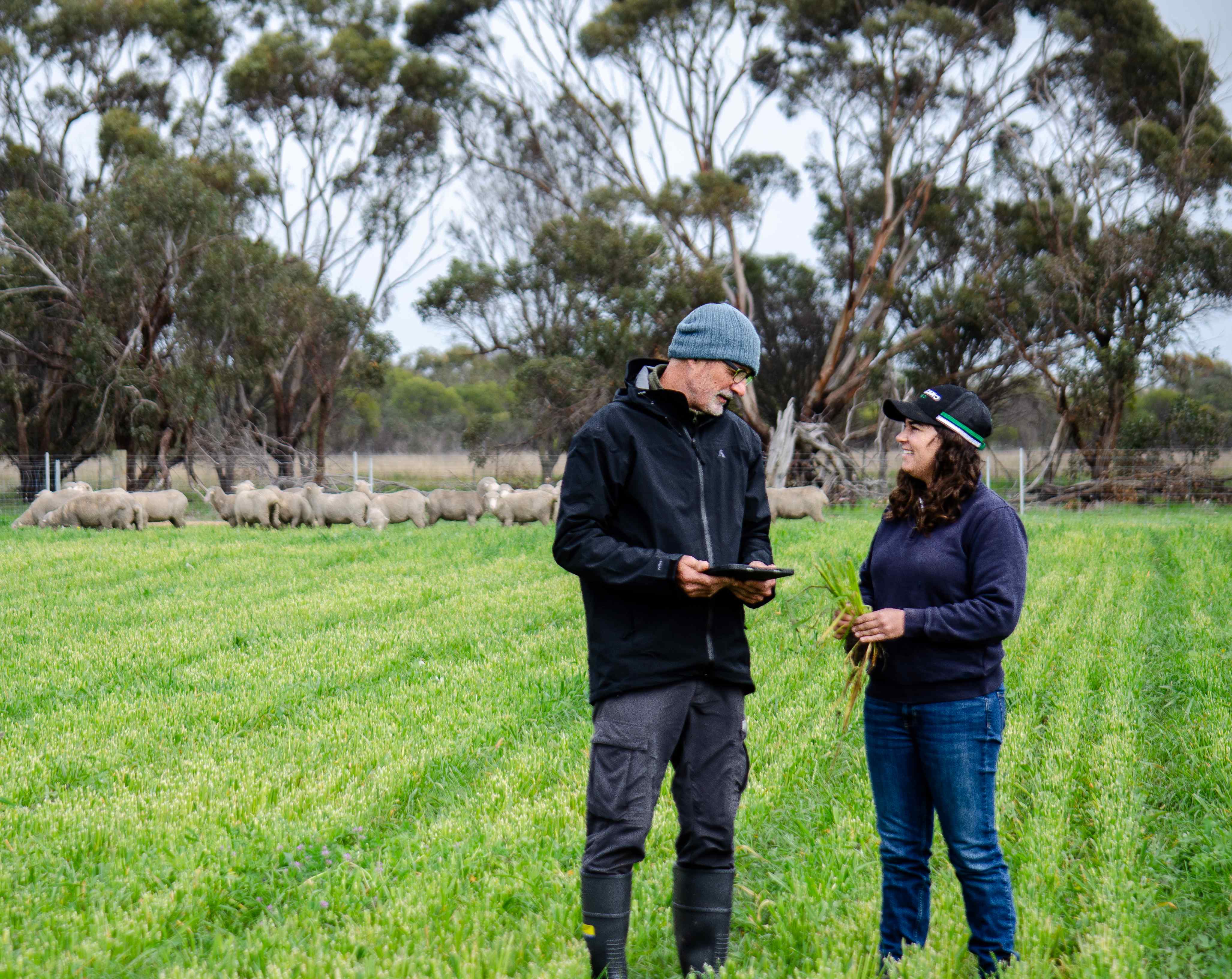 Two people standing a paddock with sheep behind.