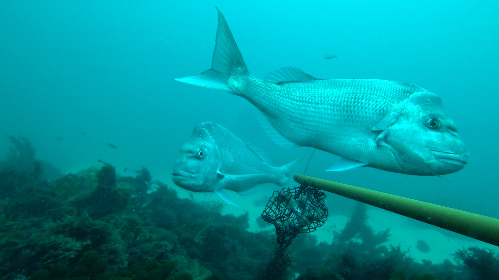 Pink snapper near DPIRD remote research camera