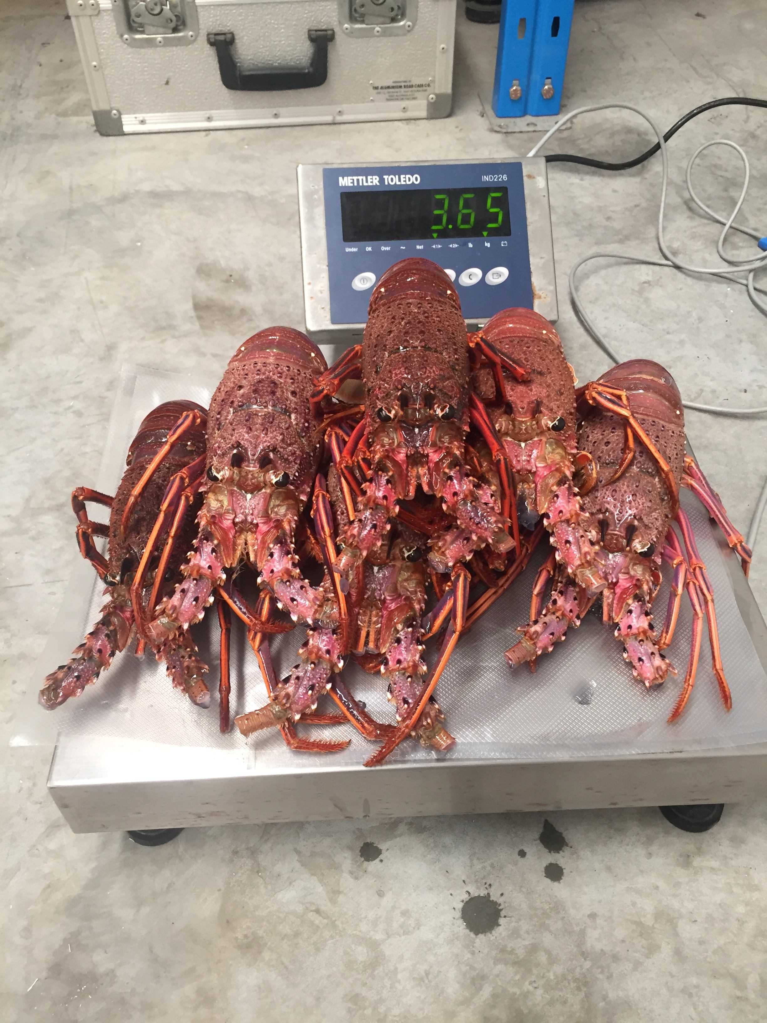 recreationally caught lobsters were illegally sold on three occasions