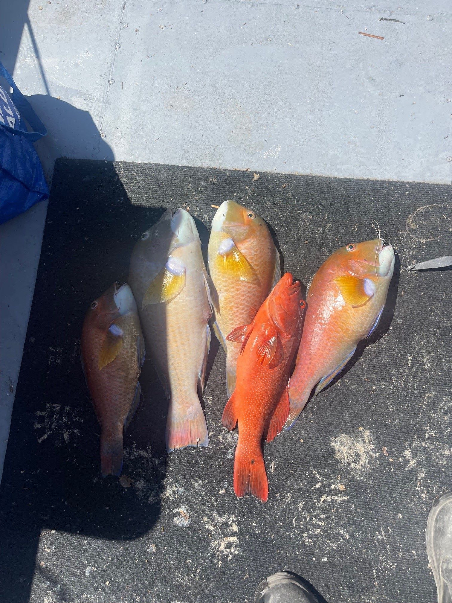 Four baldchin groper and one coral trout were hidden on the boat 