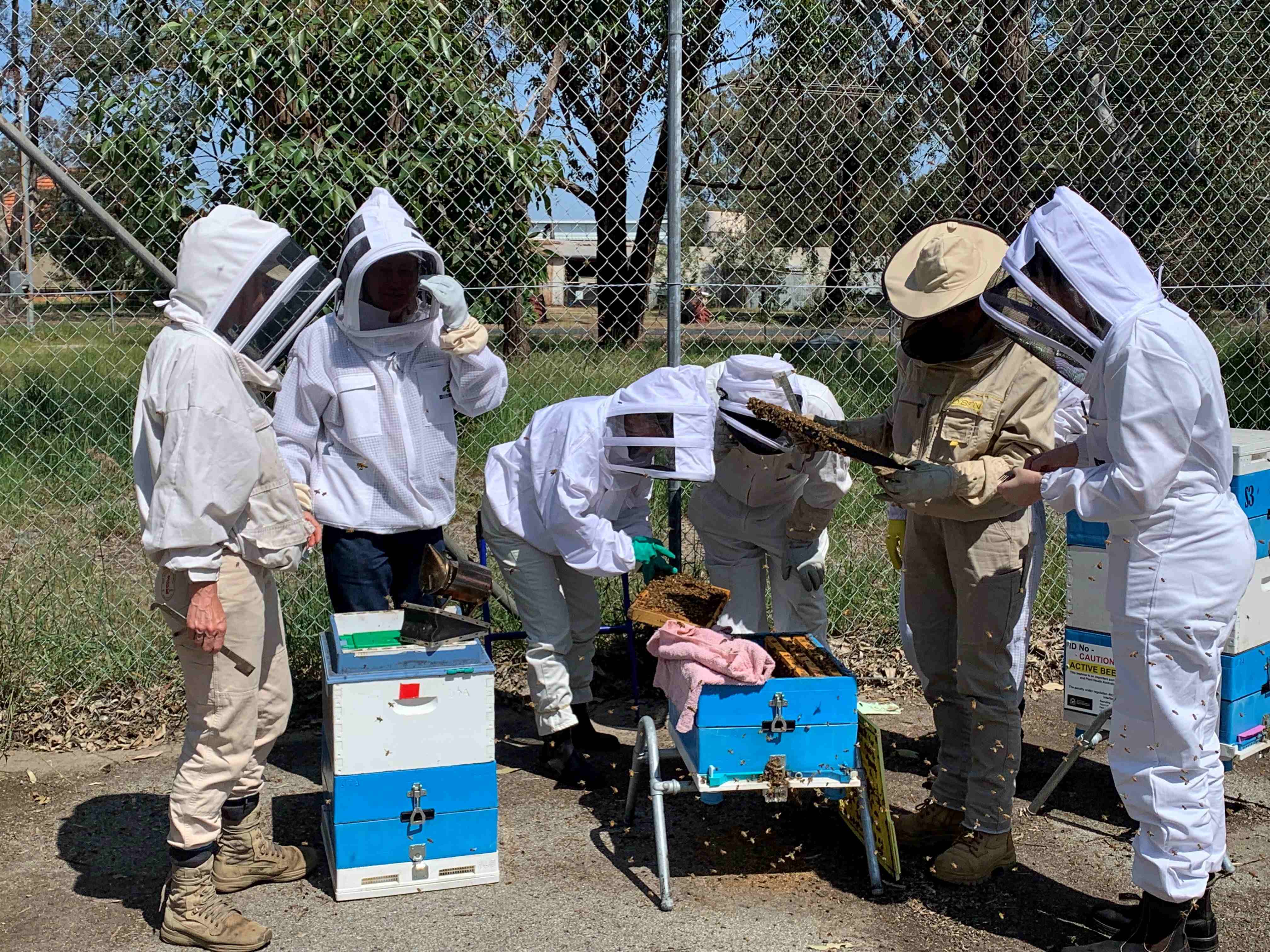 Six people dressed in protective bee wear inspecting a hive.