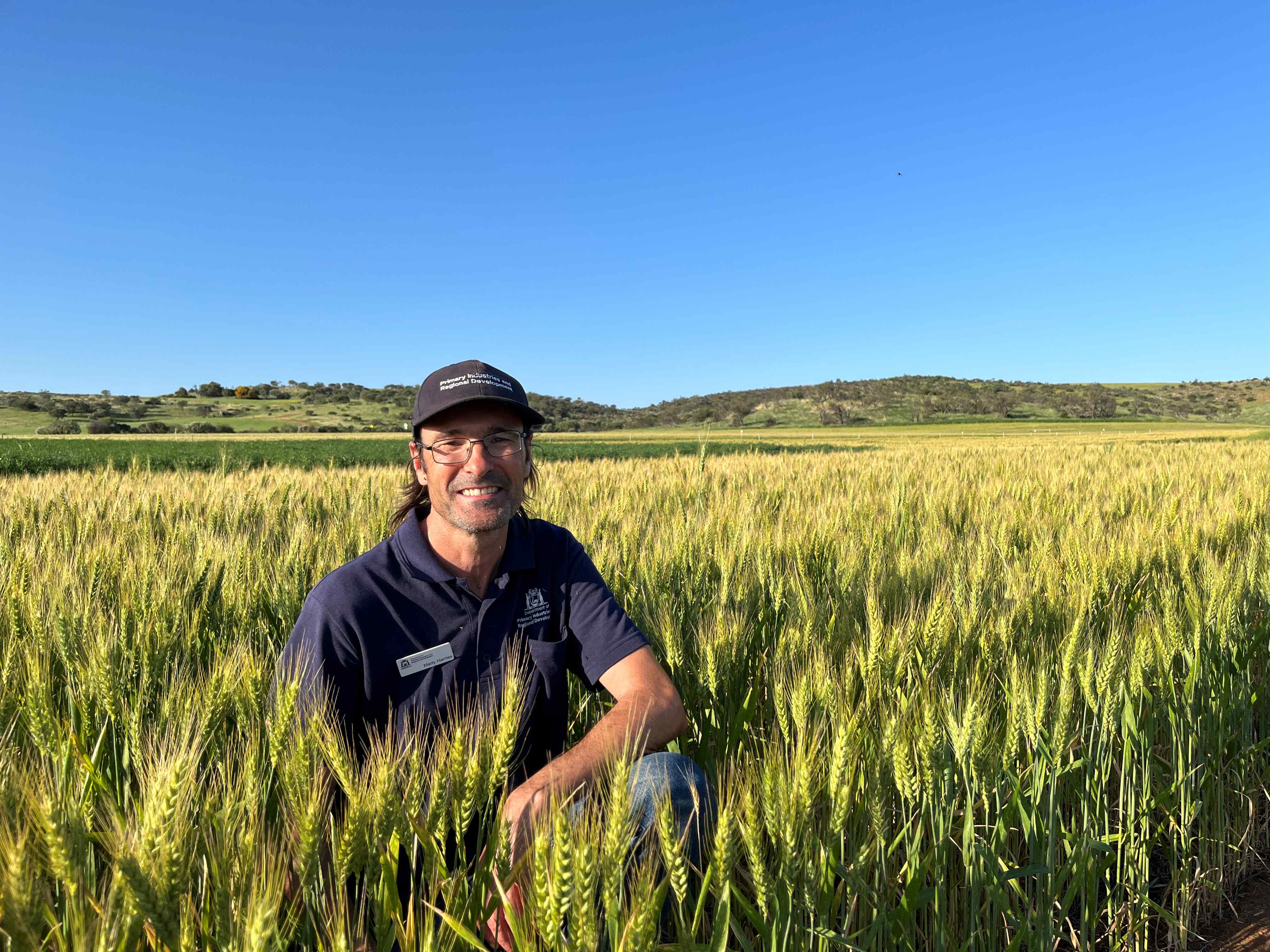 A man crouching in a pale green wheat crop.