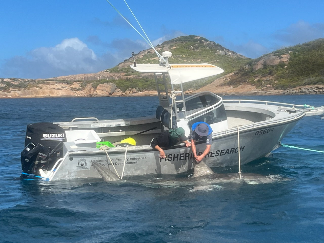 This shark was tagged at Mondrain Island, Recherche Archipelago