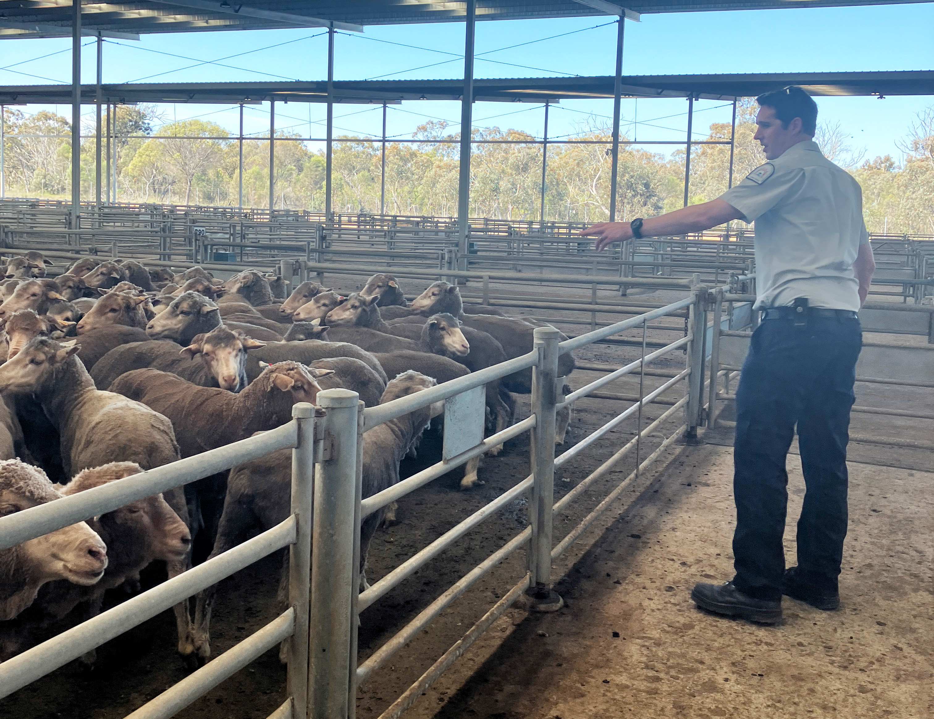 A man pointing at a pen of sheep in a shed.