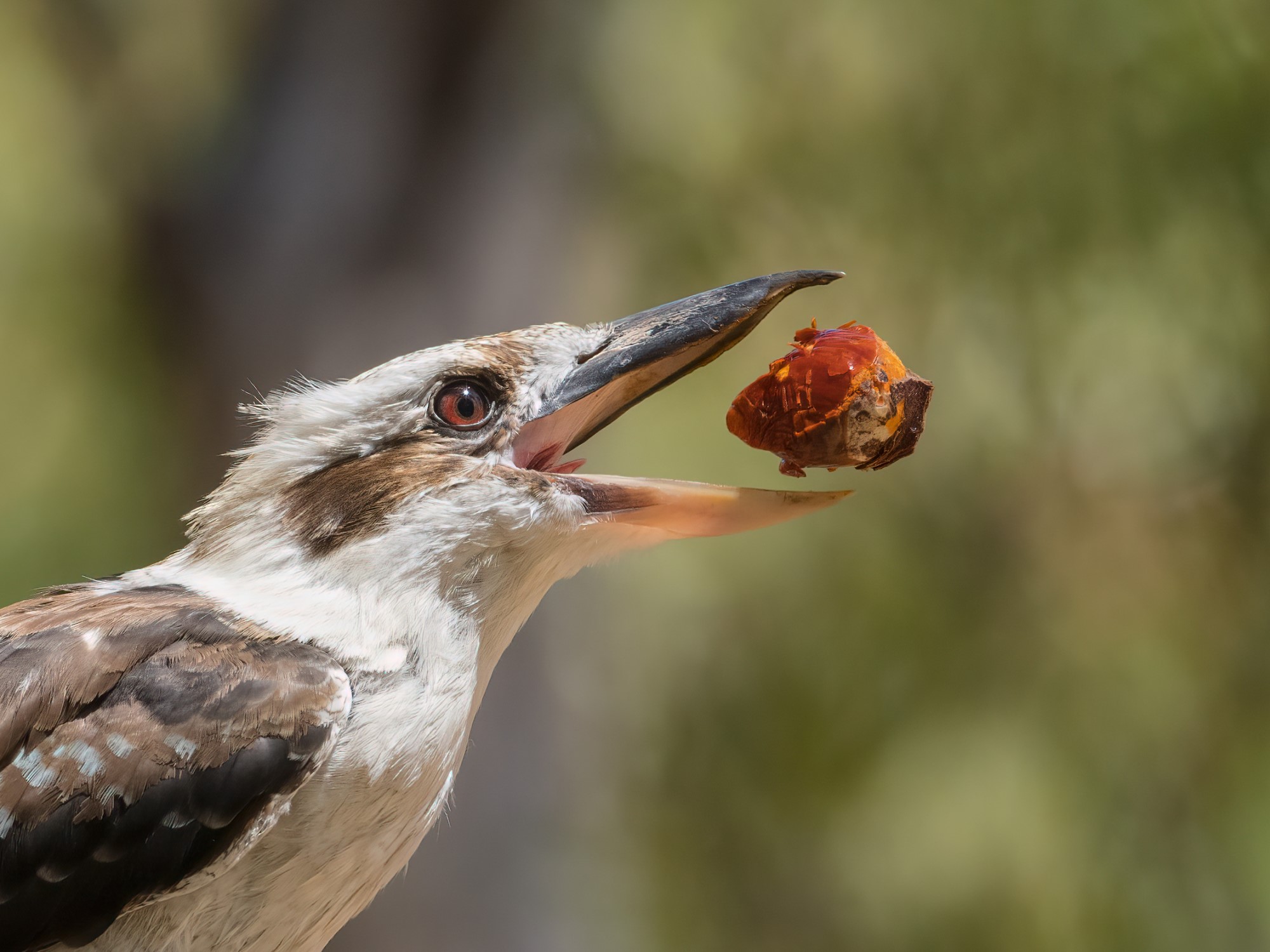Photo of a kookaburra with a zamia palm nut in its mouth