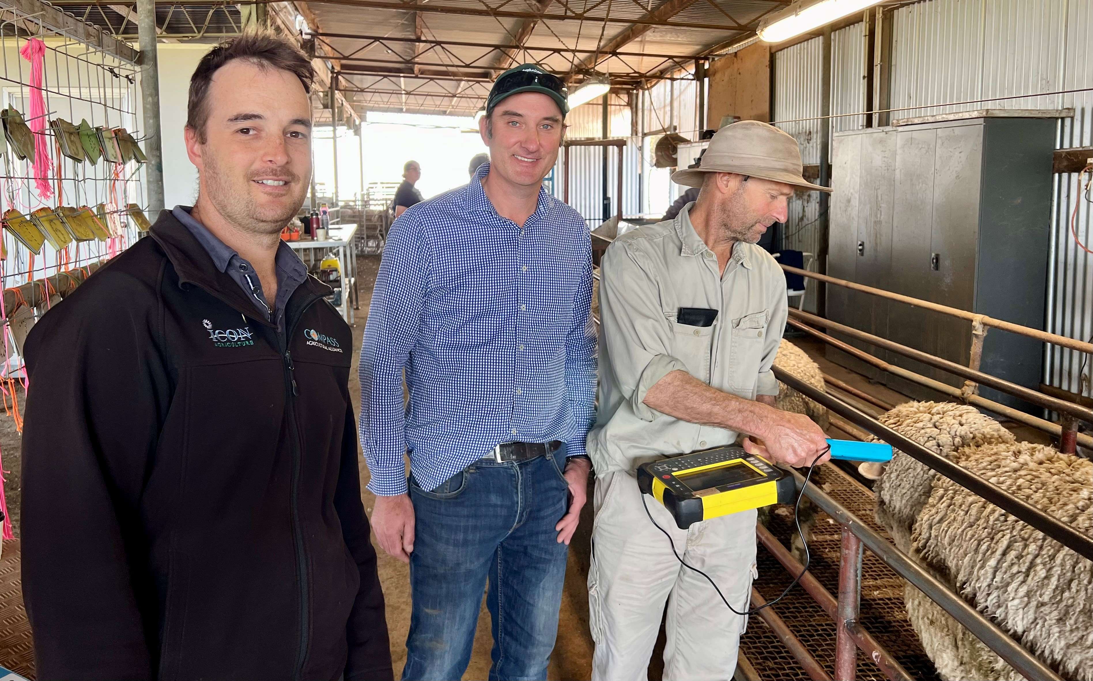 Three men in a shearing shed, with one pointing a scanner at a sheep.
