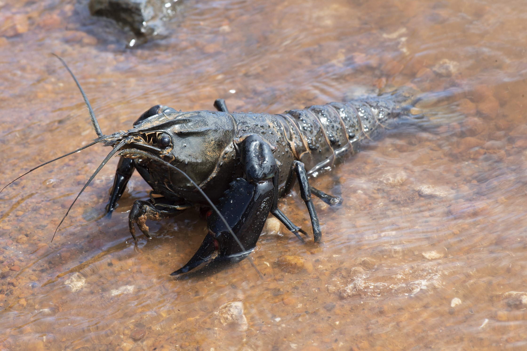 Our marron species is only found in Western Australia