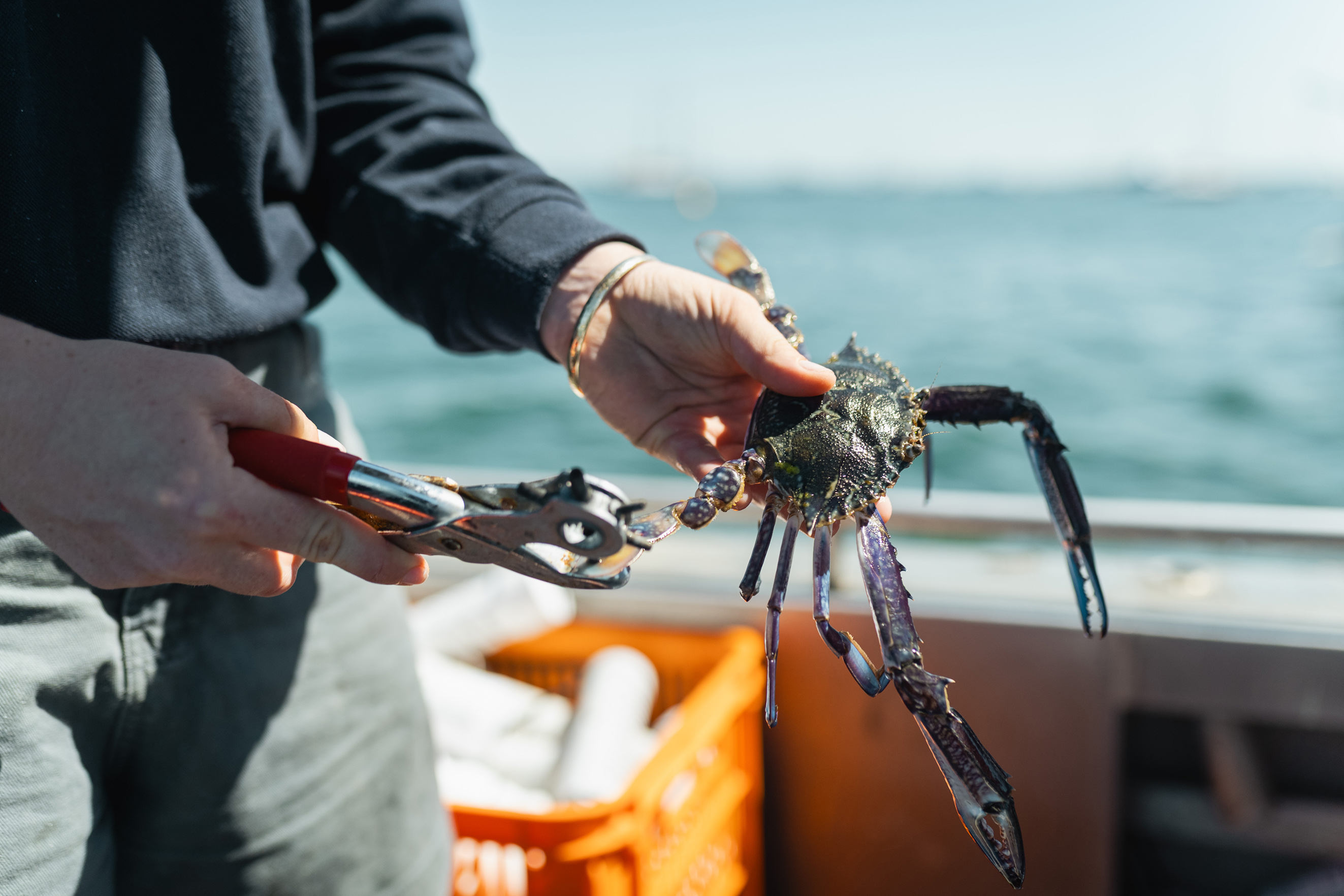 DPIRD researchers have been punching a hole in the swimmeret of every crab caught to investigate stock depletion levels through recapture rates.