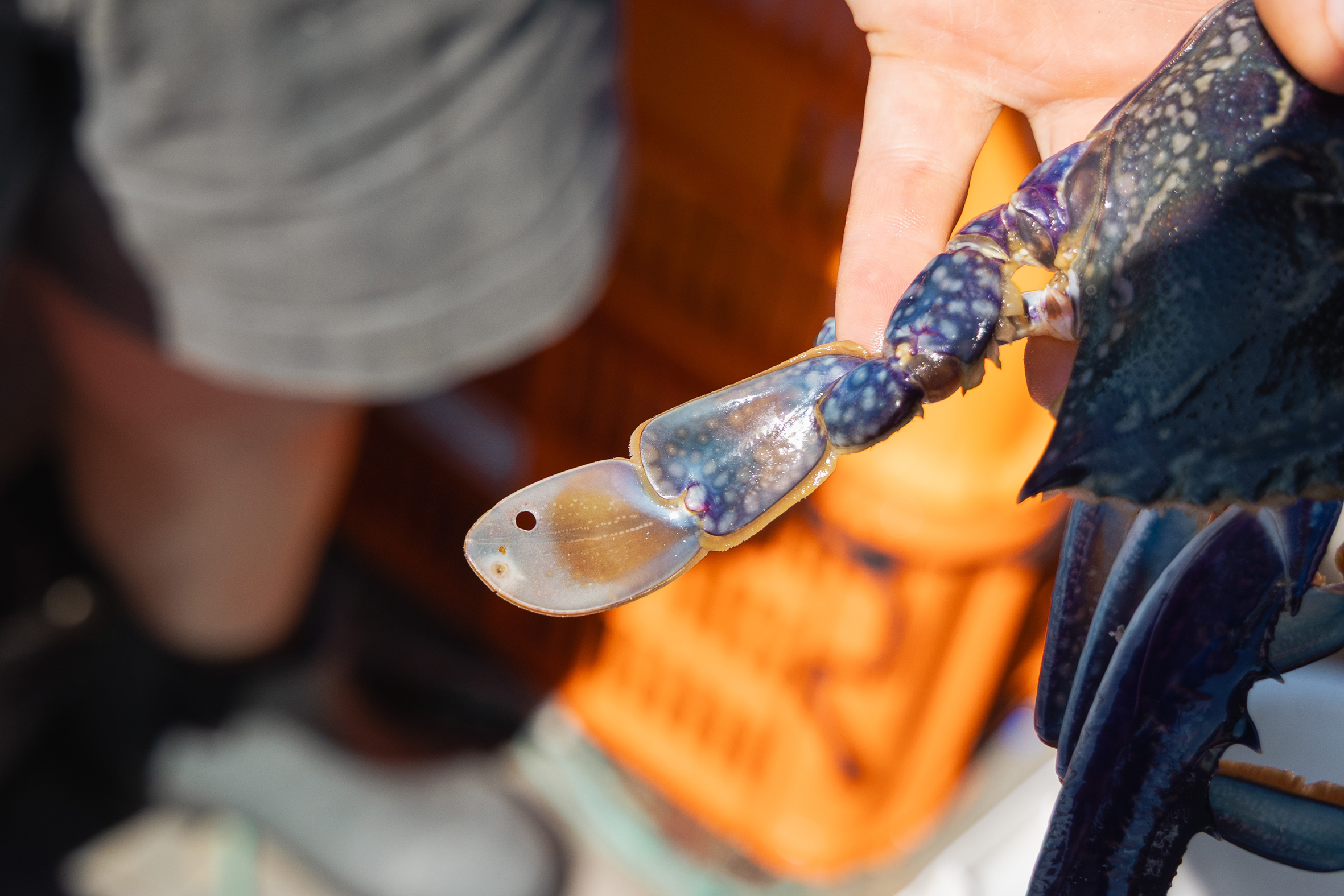 Crabbers in Cockburn Sound are being asked to record and report any small holes they see in a crab’s swimmeret to the Department of Primary Industries and Regional Development as part of a research project tracking the health of crab stocks.