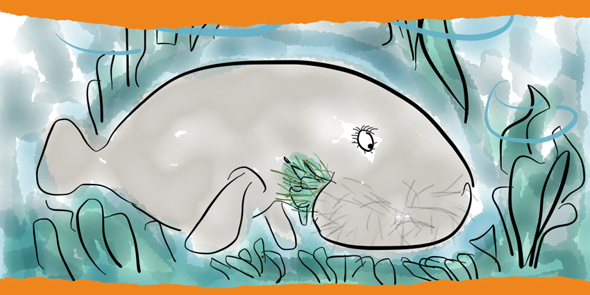 Colourful hand-drawn illustration of Daisy the Dugong