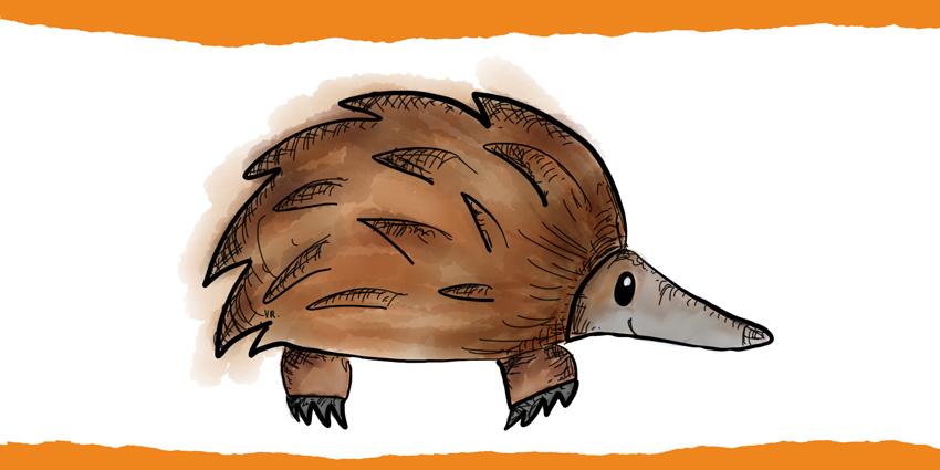 Colourful hand-drawn illustration of Peta the Echidna