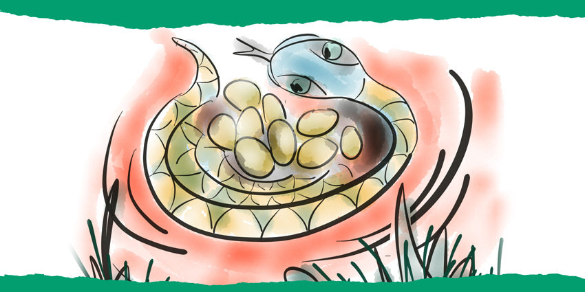 Colourful hand-drawn illustration of Sapphire the Snake