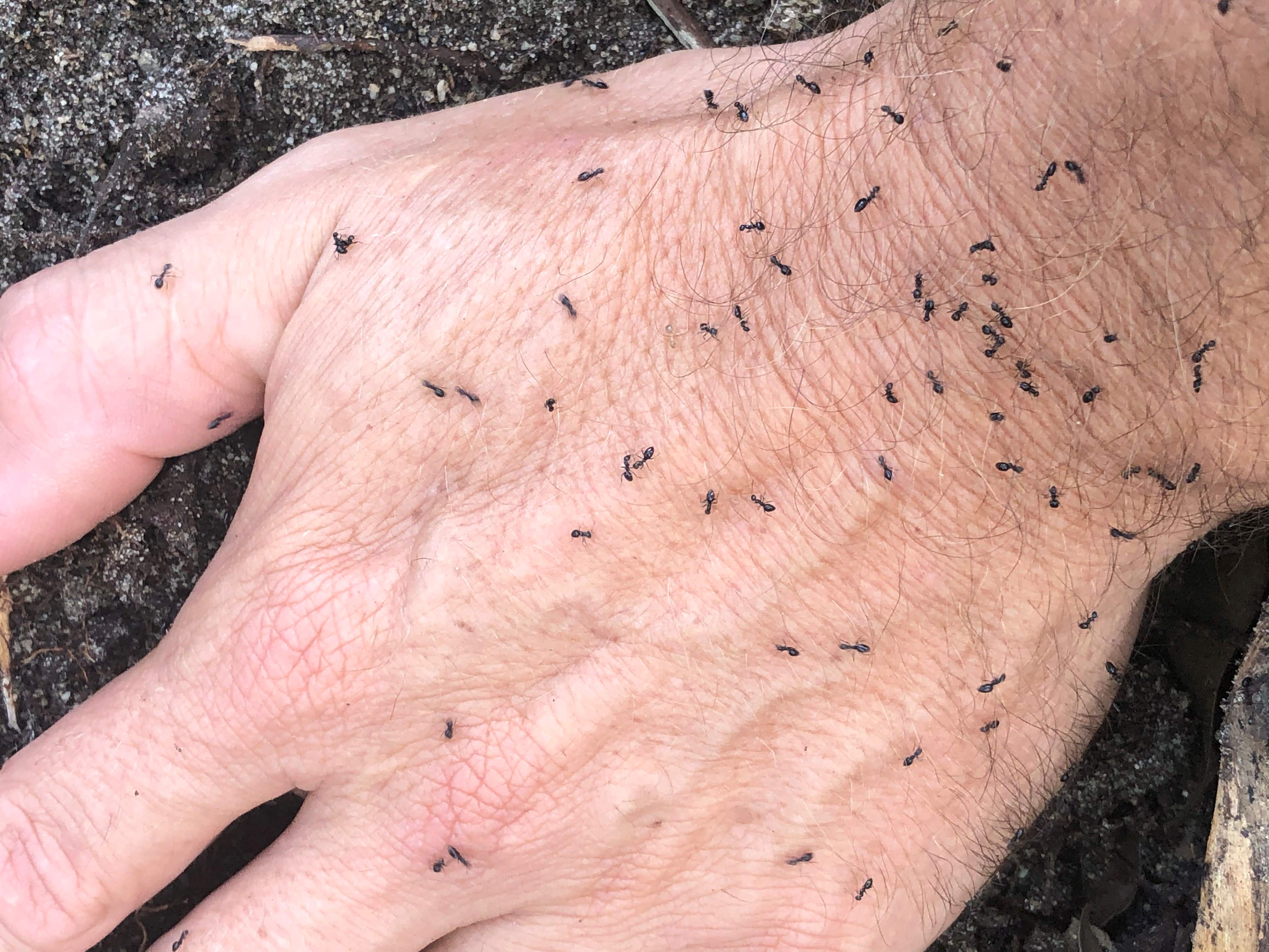 Ants on a hand.