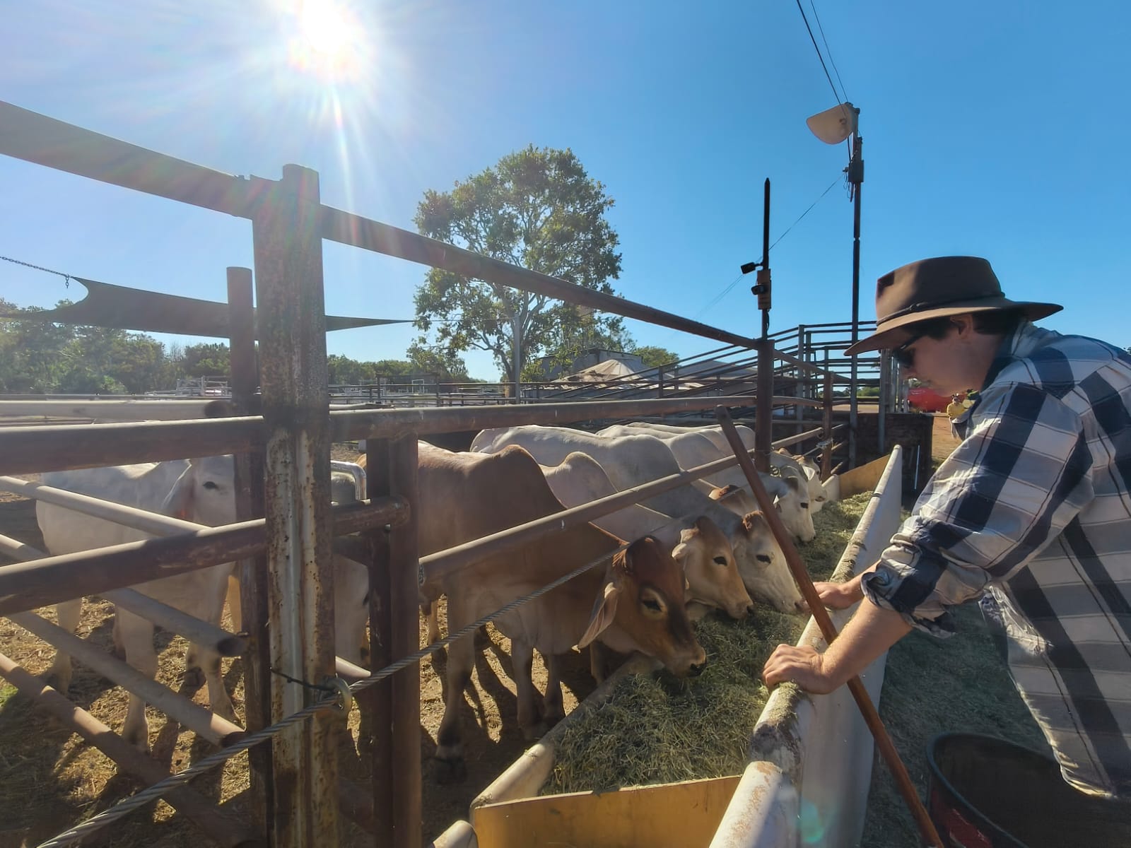 A person leaning on a feed trough watching cattle eat.
