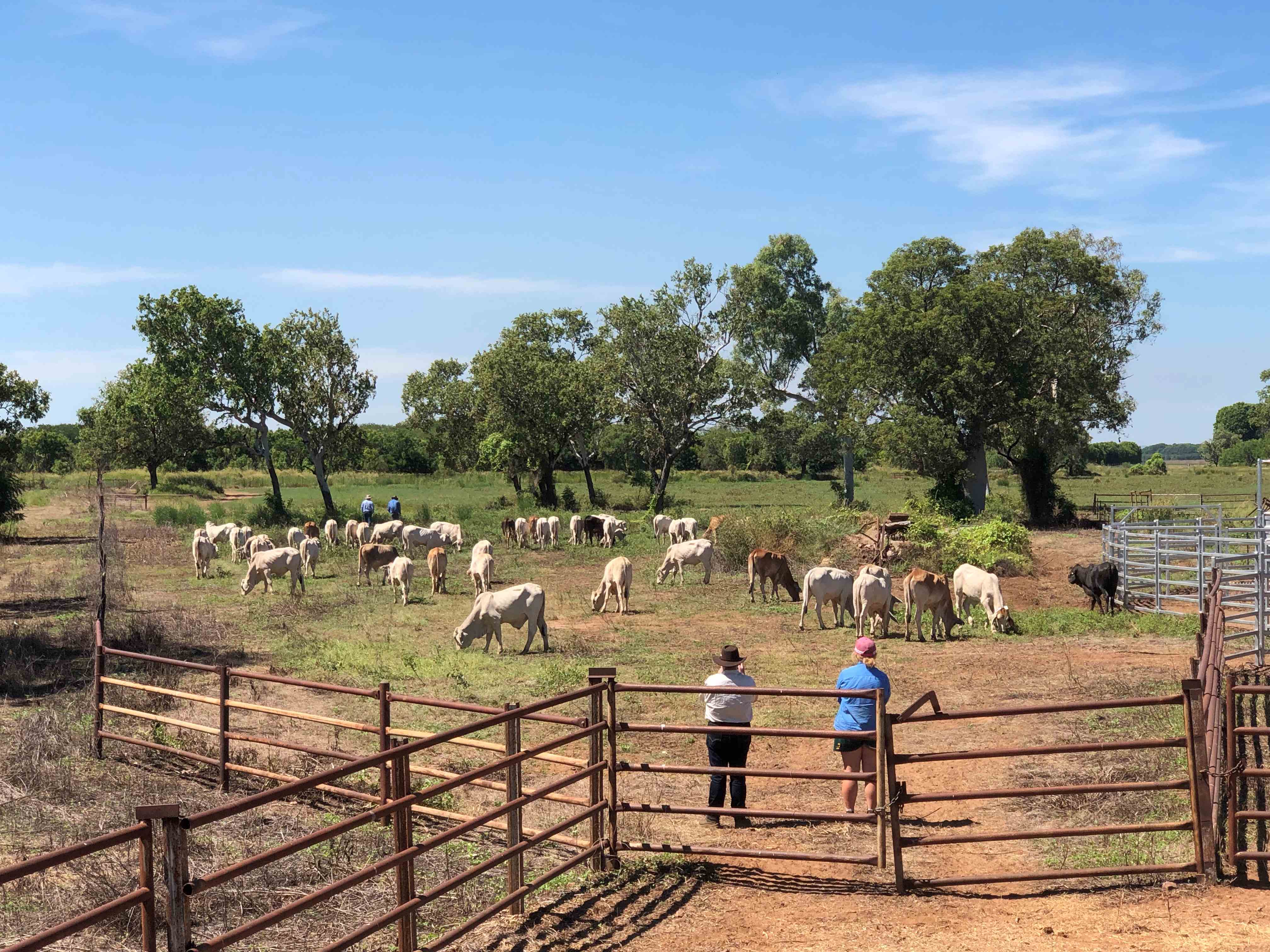 Two people looking at a herd of cattle in some yards with trees.