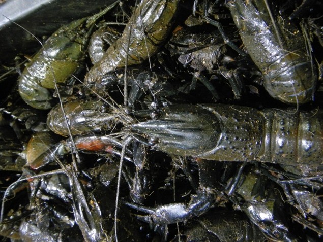 These were part of an illegal haul of 110 marron 