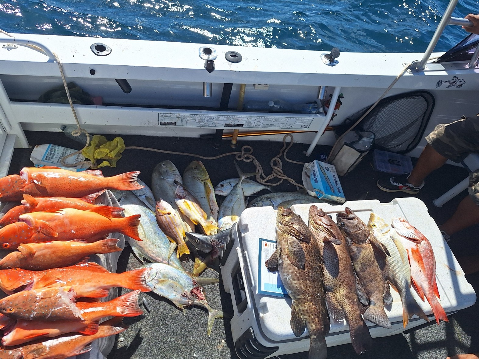 Of 8 barcheek coral trout, 3 were under the minimum size of 45cm 
