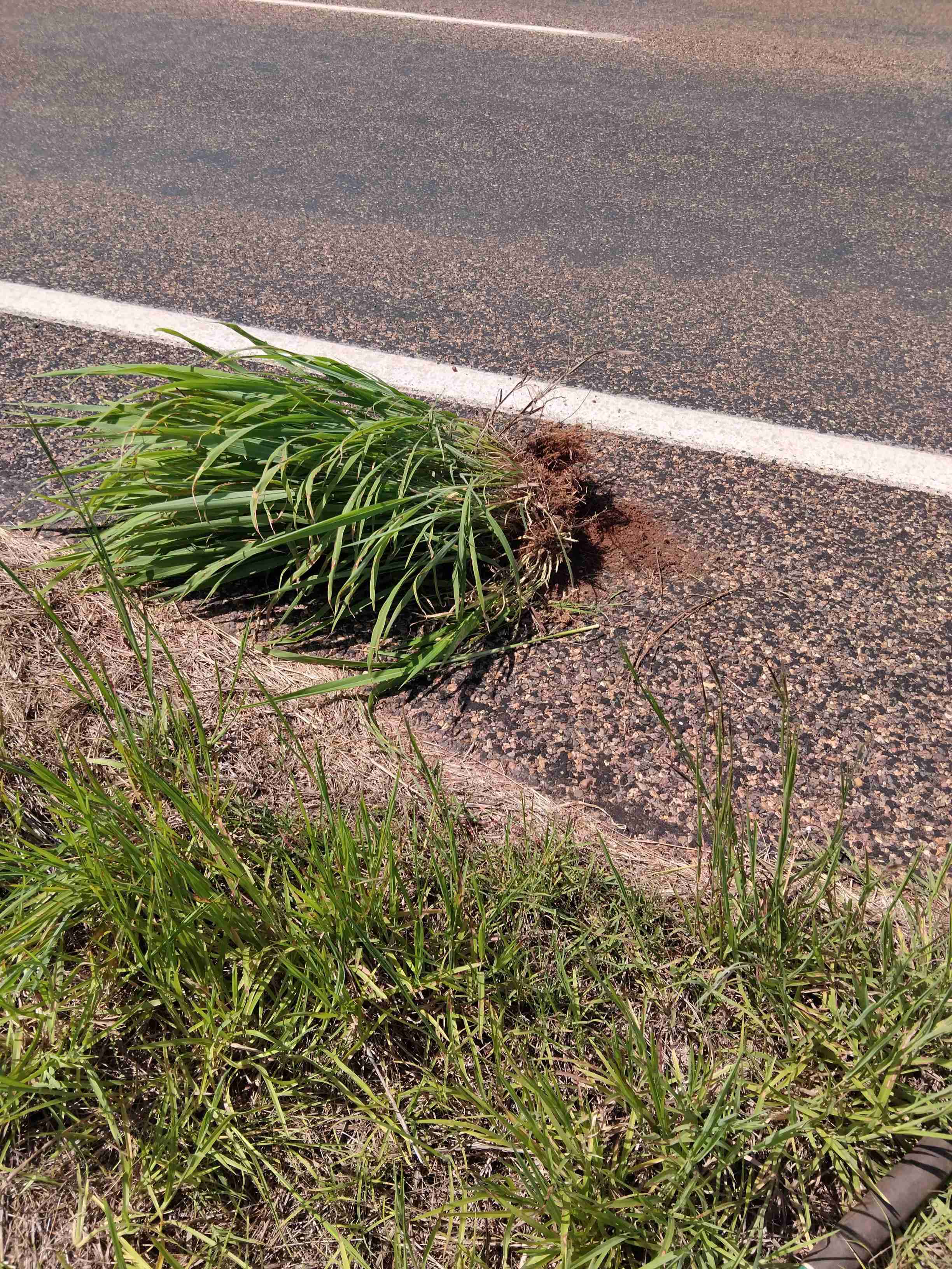 Strappy green weeds that have been pulled out and left on a roadside.