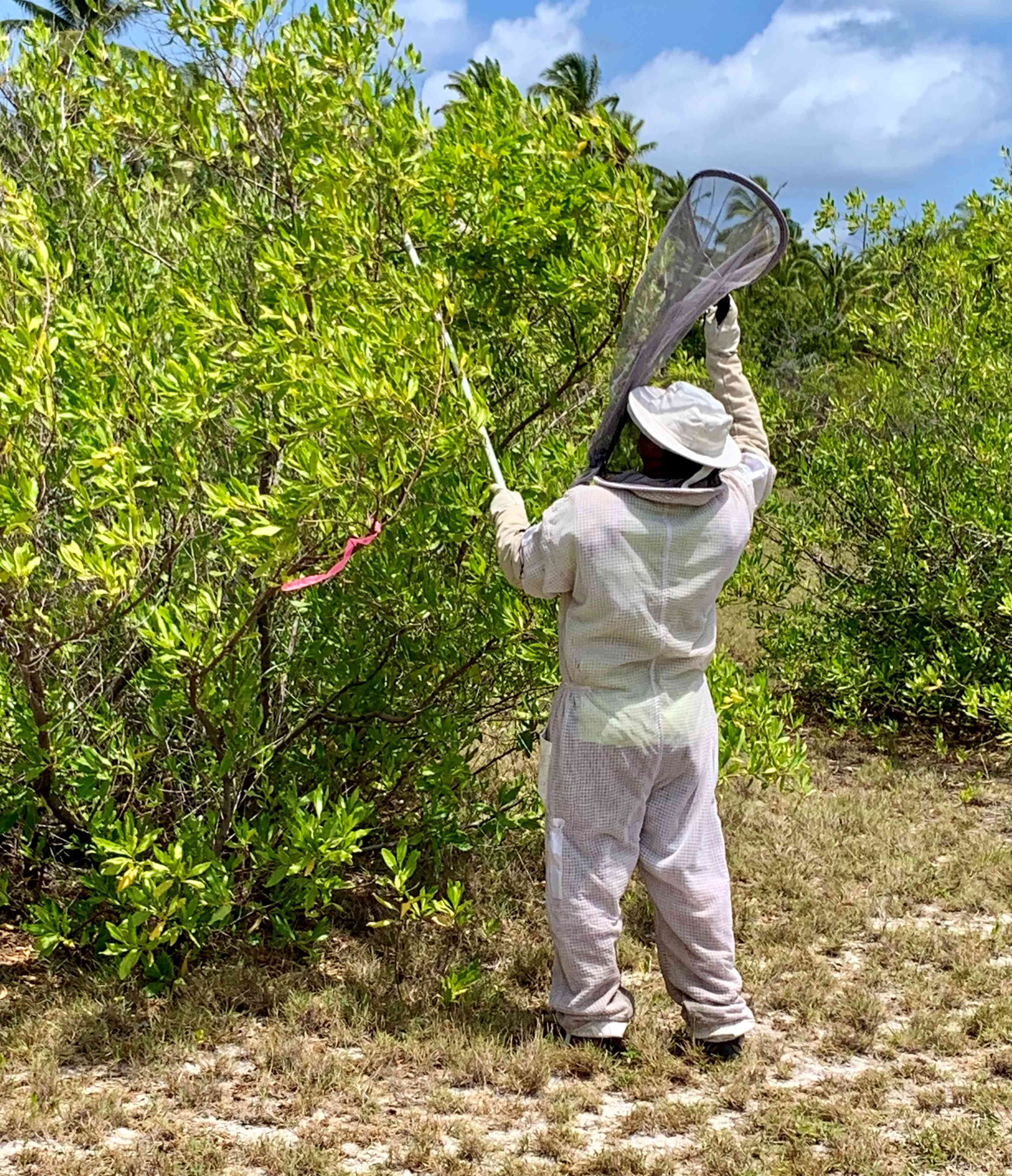 A man in a bee suit with a net.