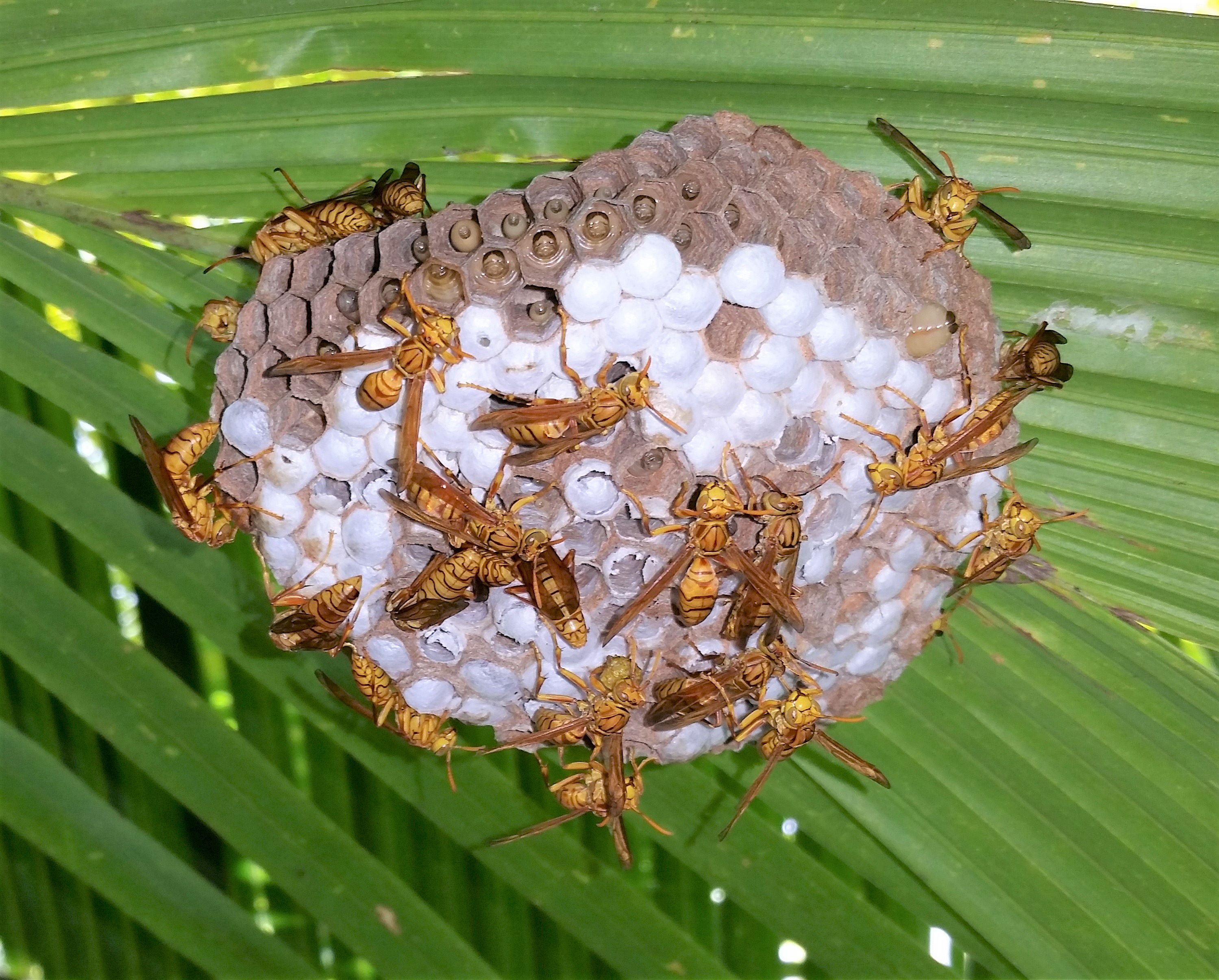 A wasp nest on a green palm frond.