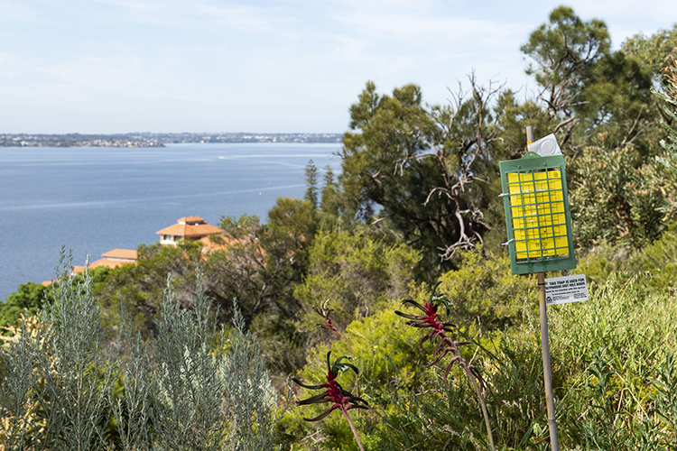 Polyphagous shot hole borer Kings Park