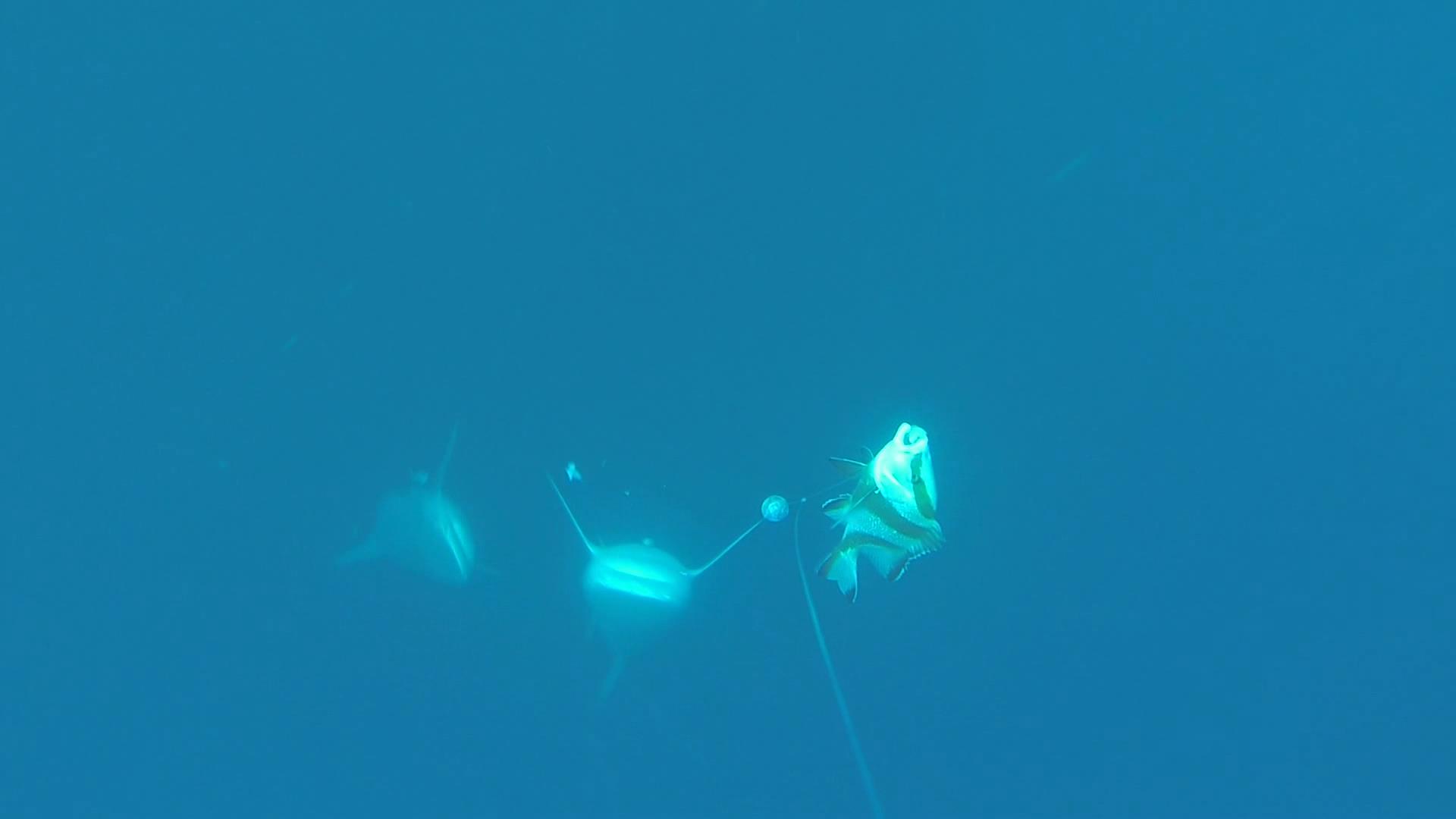 Underwater photo of sharks following a hooked red emperor 