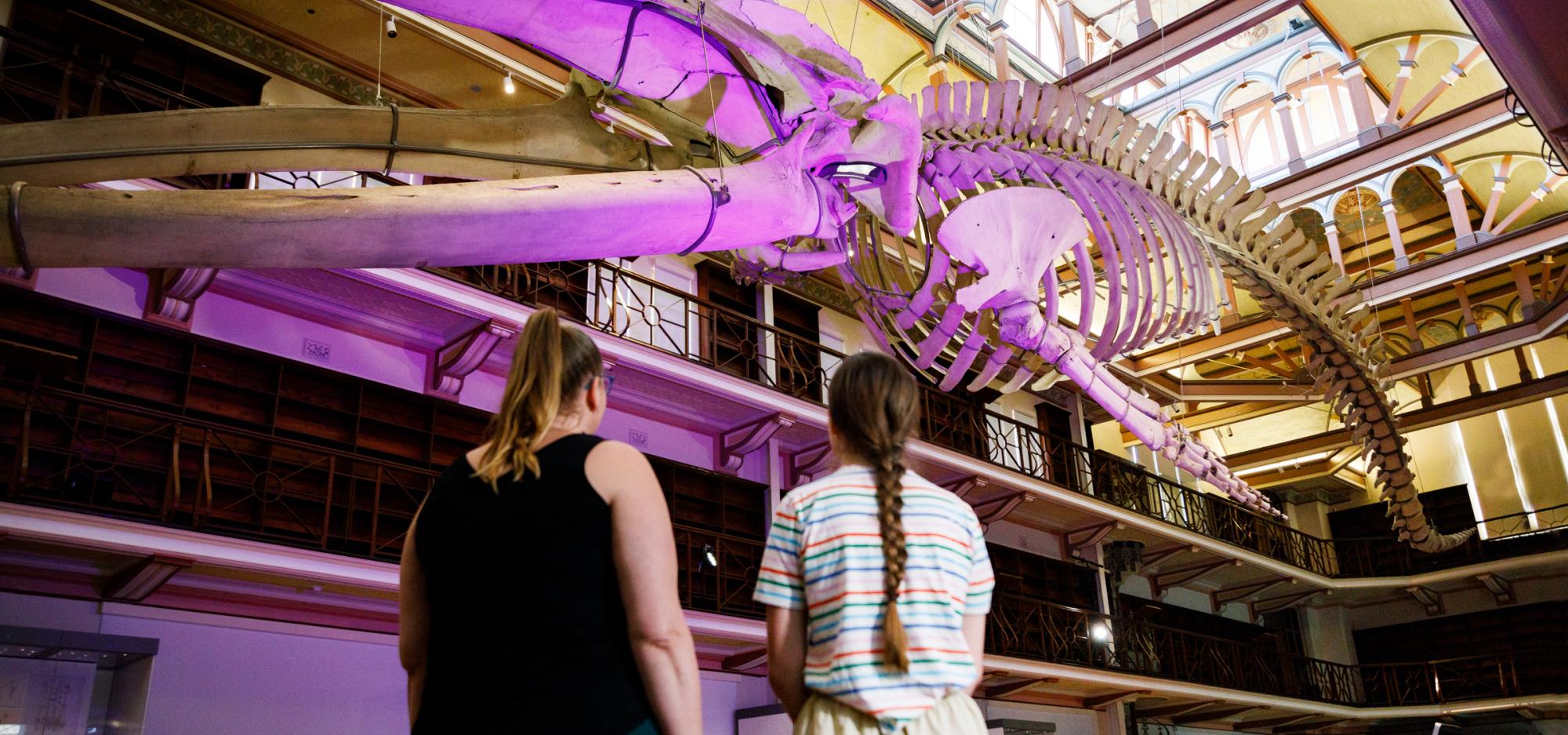 Image of two people looking a a whale skeleton at WA Museum 