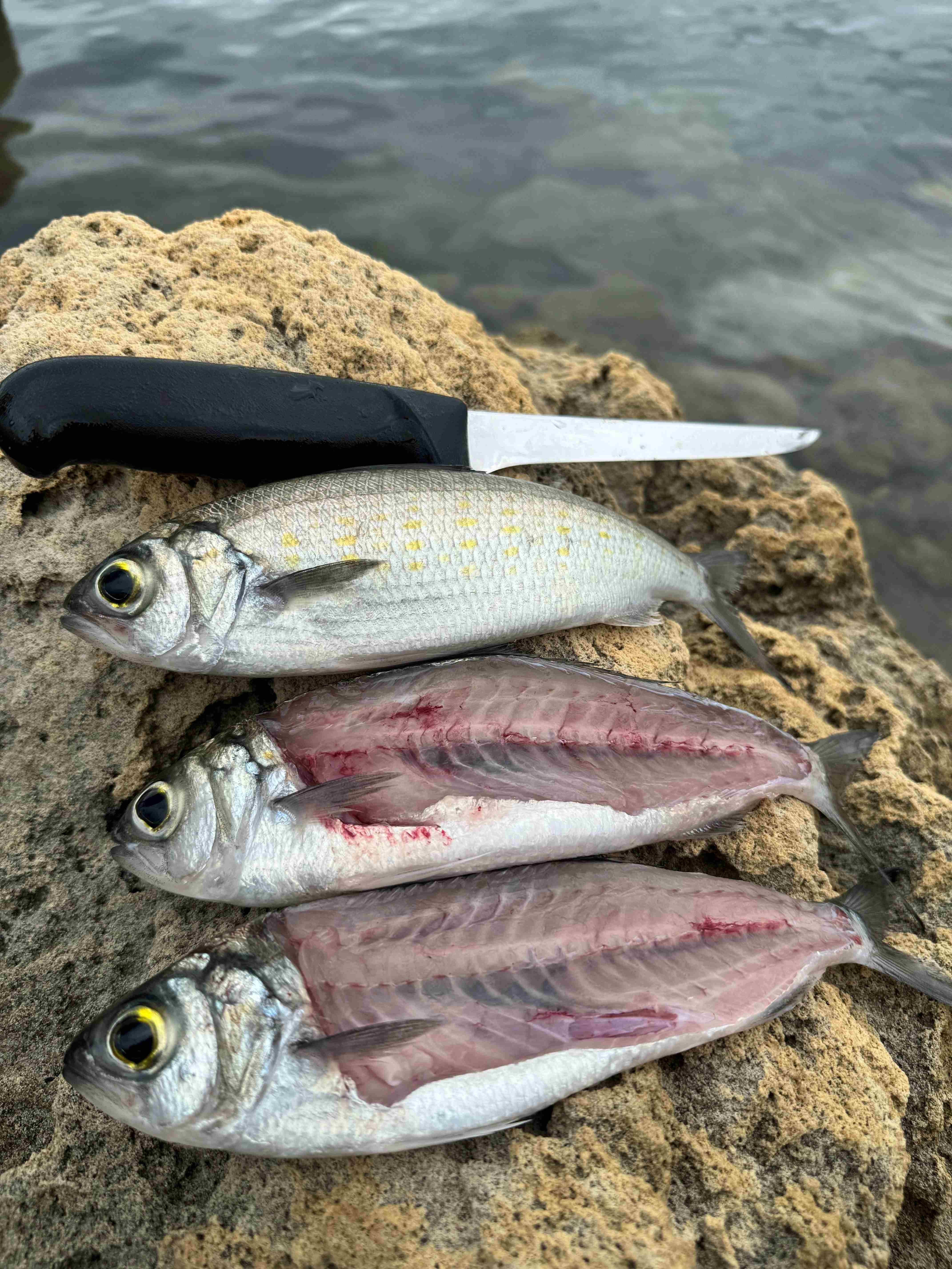 DPIRD can supply bags labels when you donate fish frames