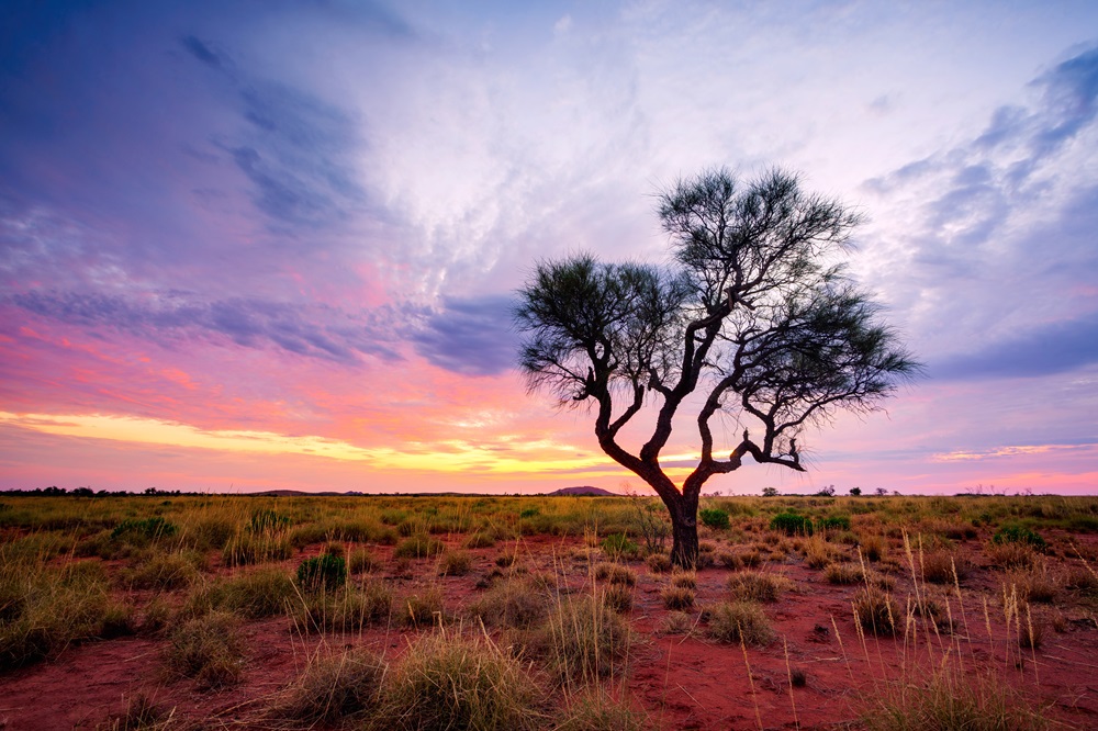 A landscape image in the Pilbara, showing a single tree