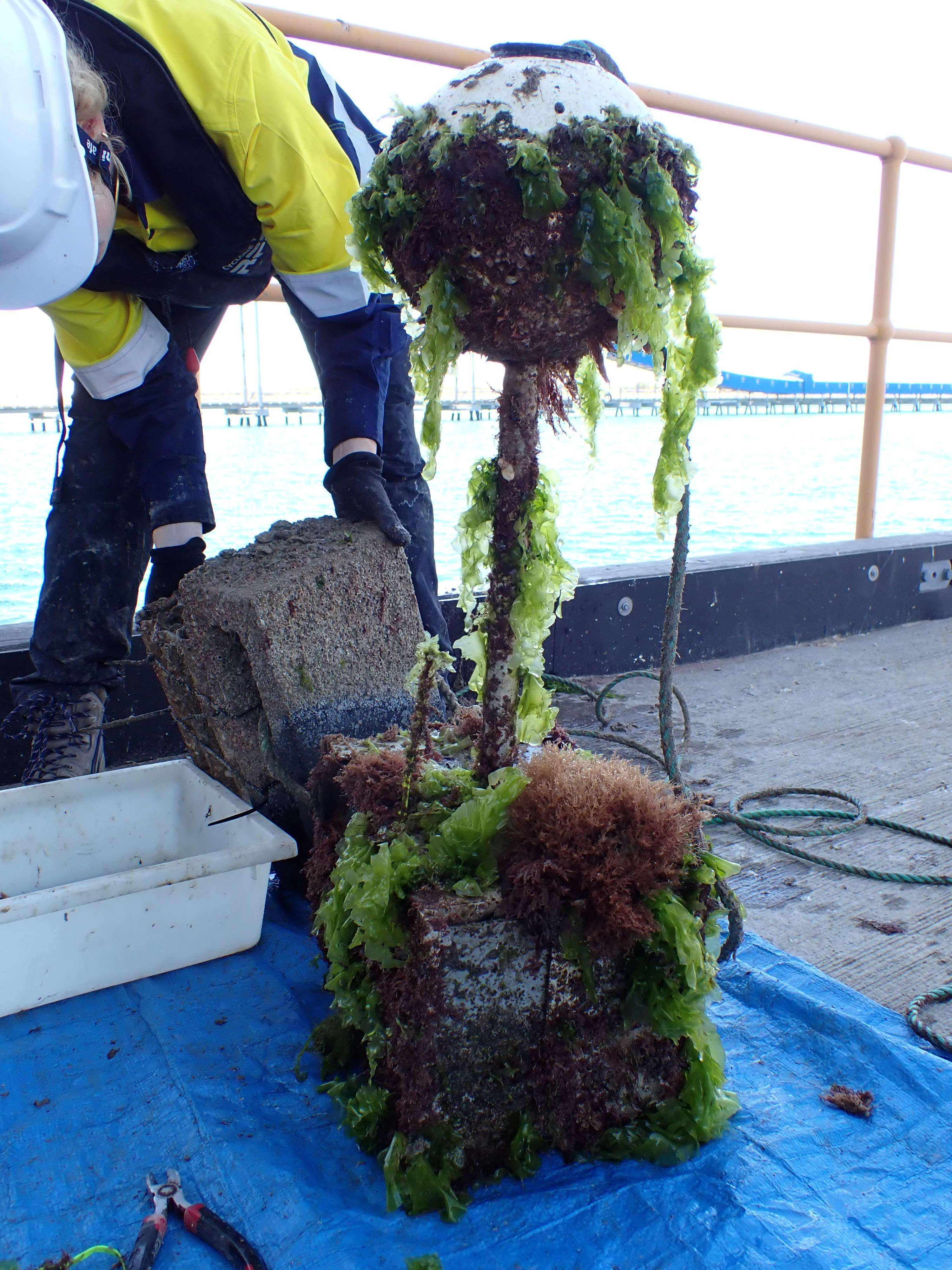 A person bending over looking at seaweed in a brick.