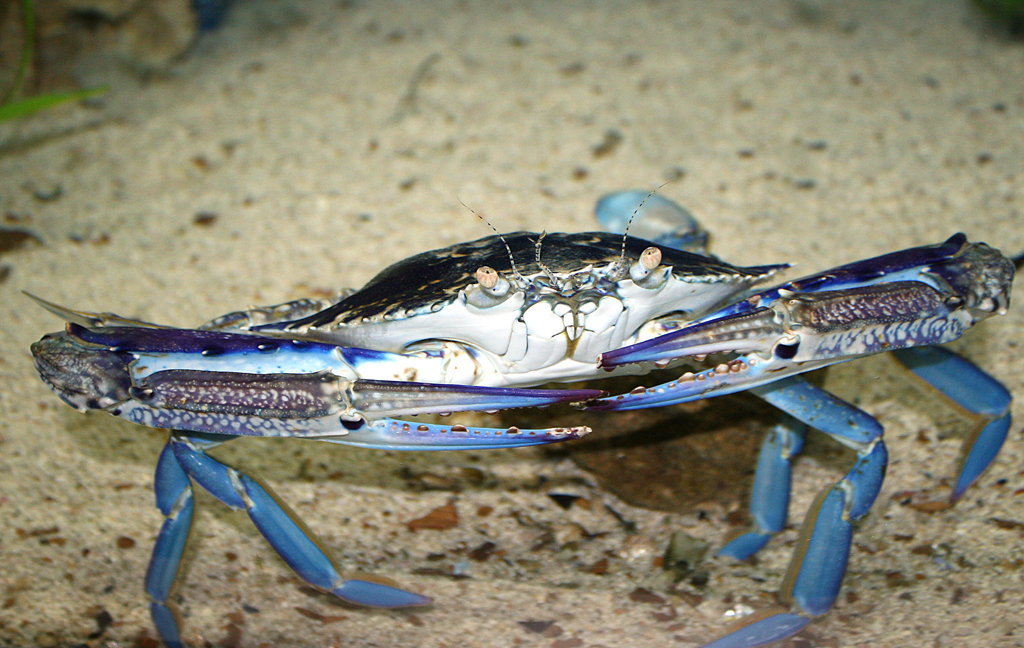 A blue swimmer crab shell's mineral signature identifies its place of origin