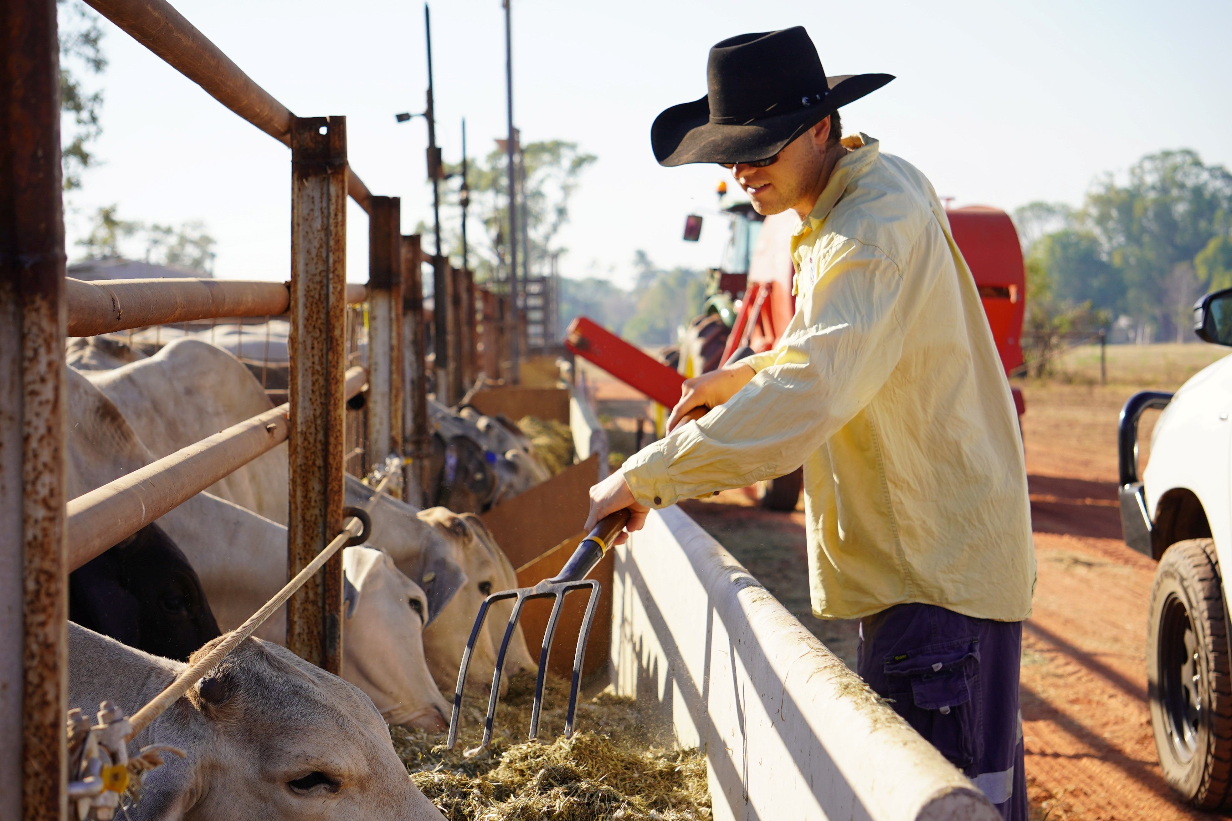A man with a gardening fork poking hay in a feed trough, while cattle eat. 